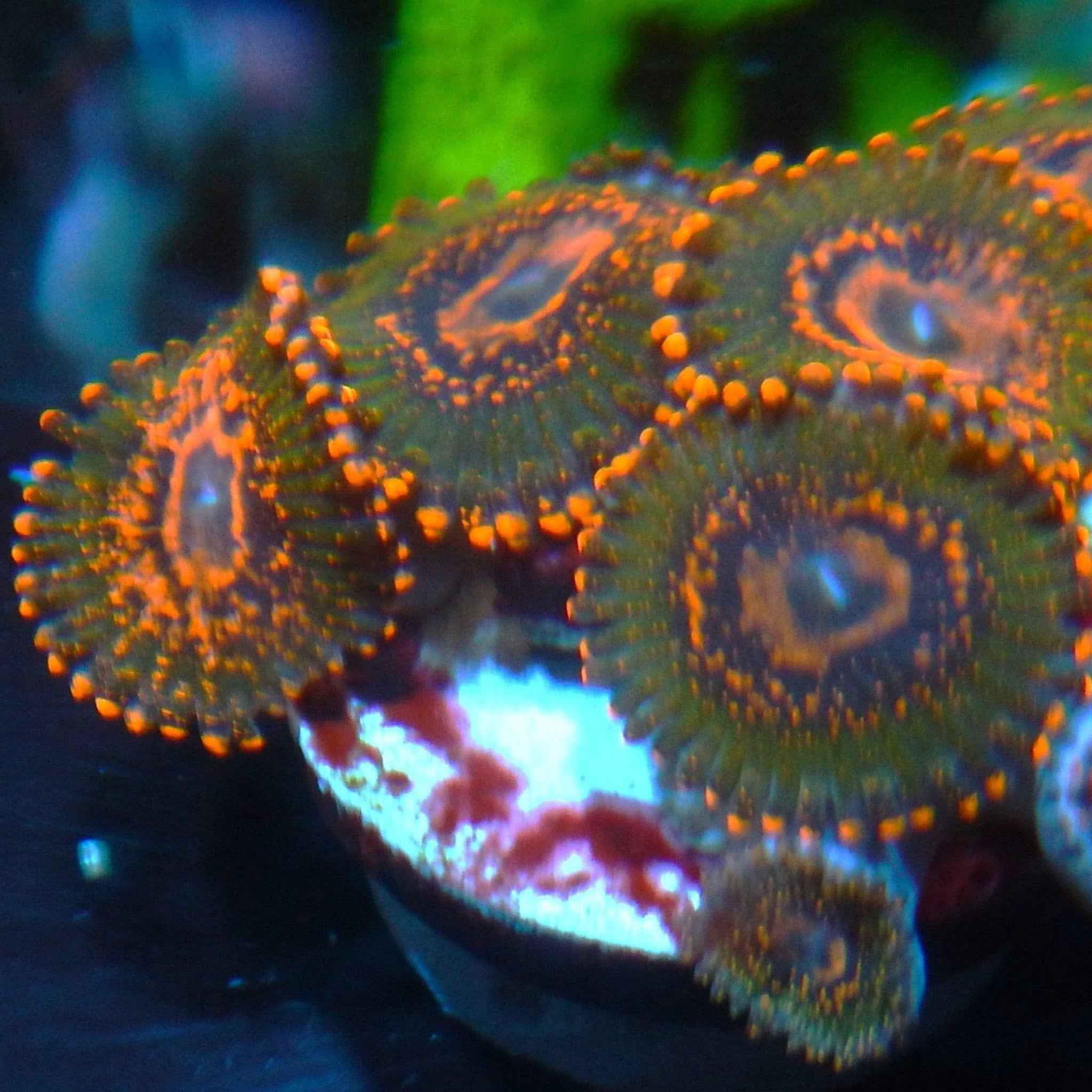 Azz Krak Zoanthid Coral