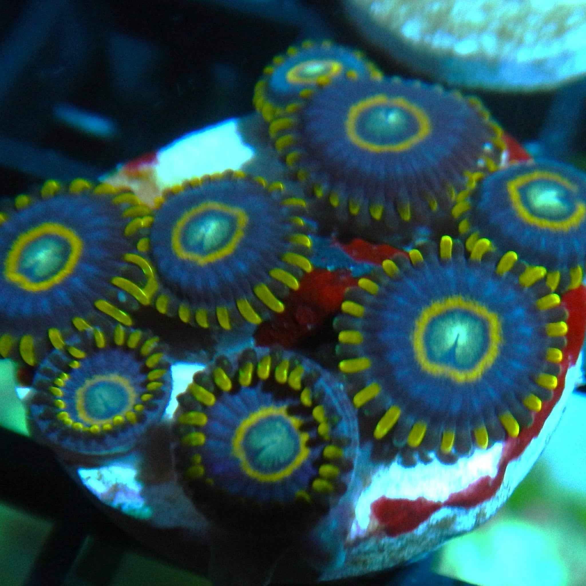 Blue Hornet Zoanthid Coral