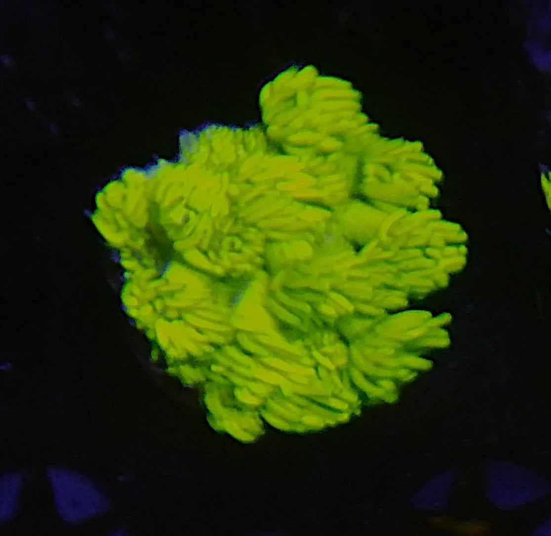 Yellow Goniopora Coral