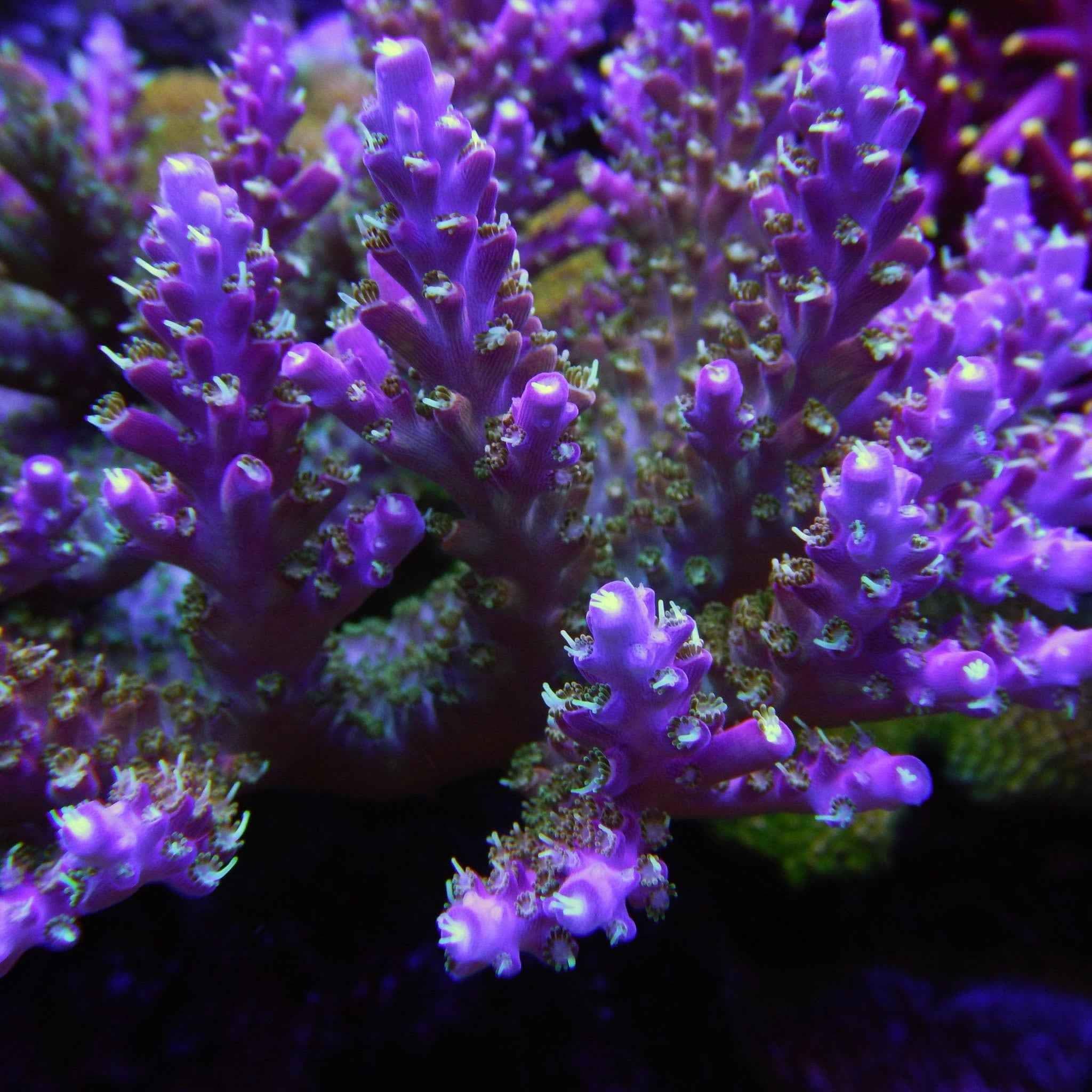 Valhalla Acropora Coral
