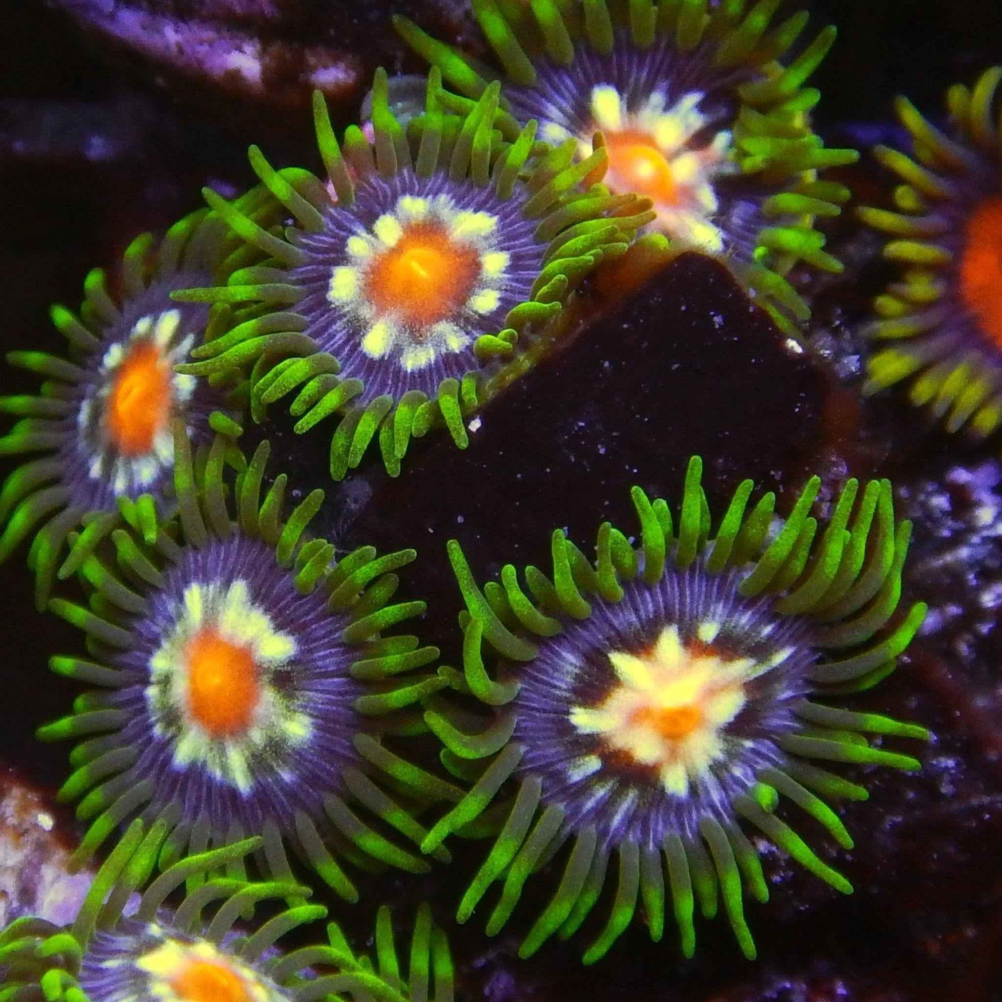 Daisy Cutter Zoanthid Coral