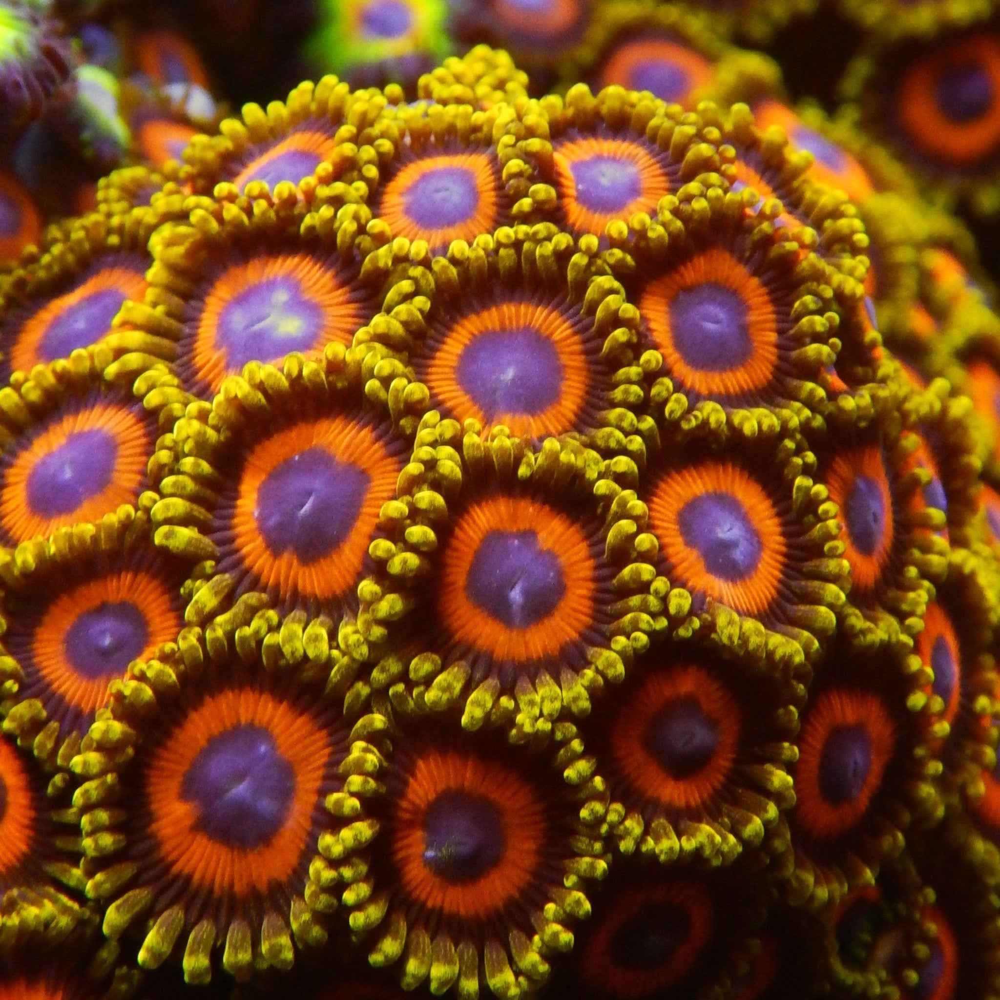 JF Jungle Juice Zoanthid Coral