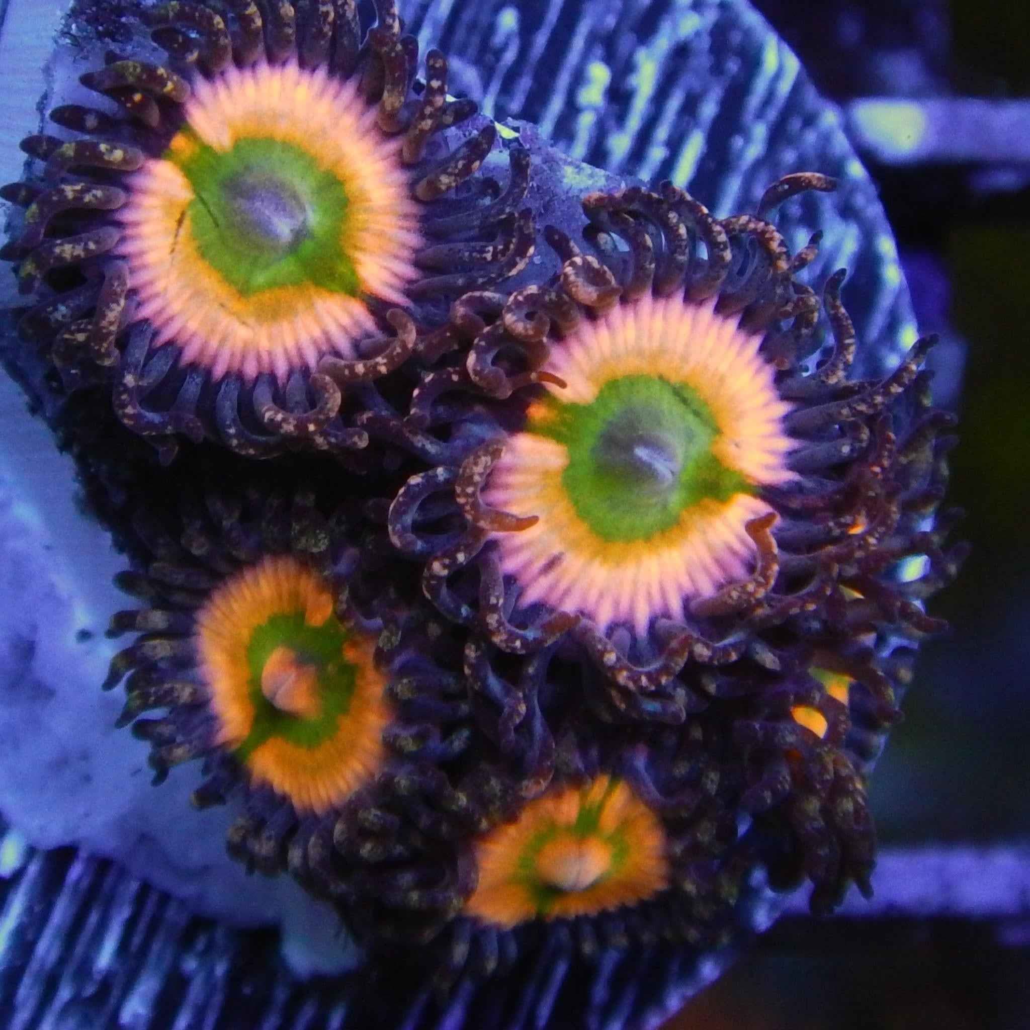 Rainbow Infusion Zoanthid Coral