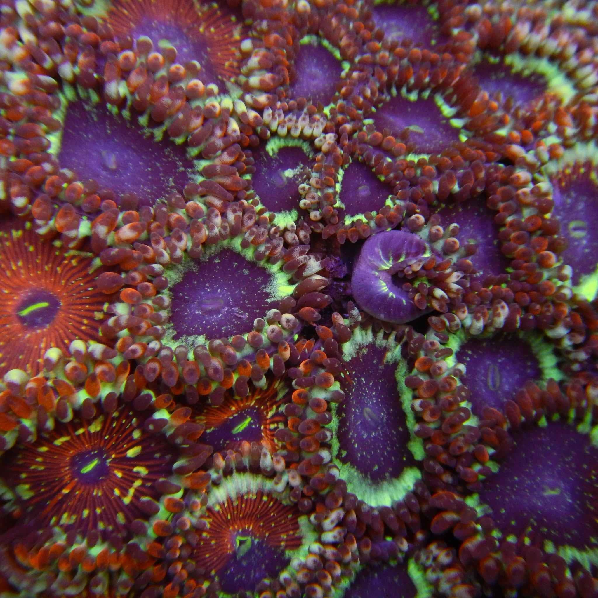 TFT Agave Zoanthid Coral