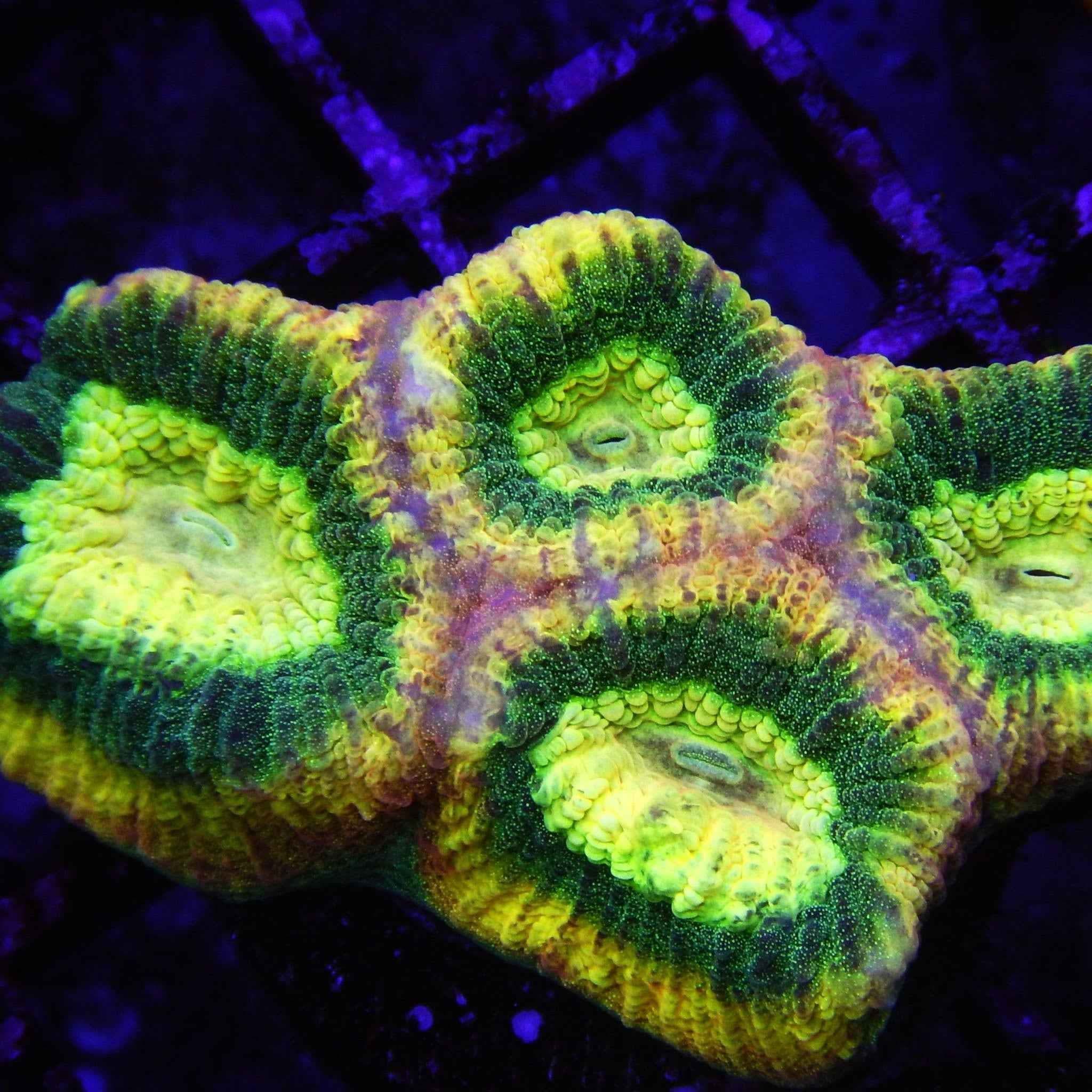 Prism Favia Coral