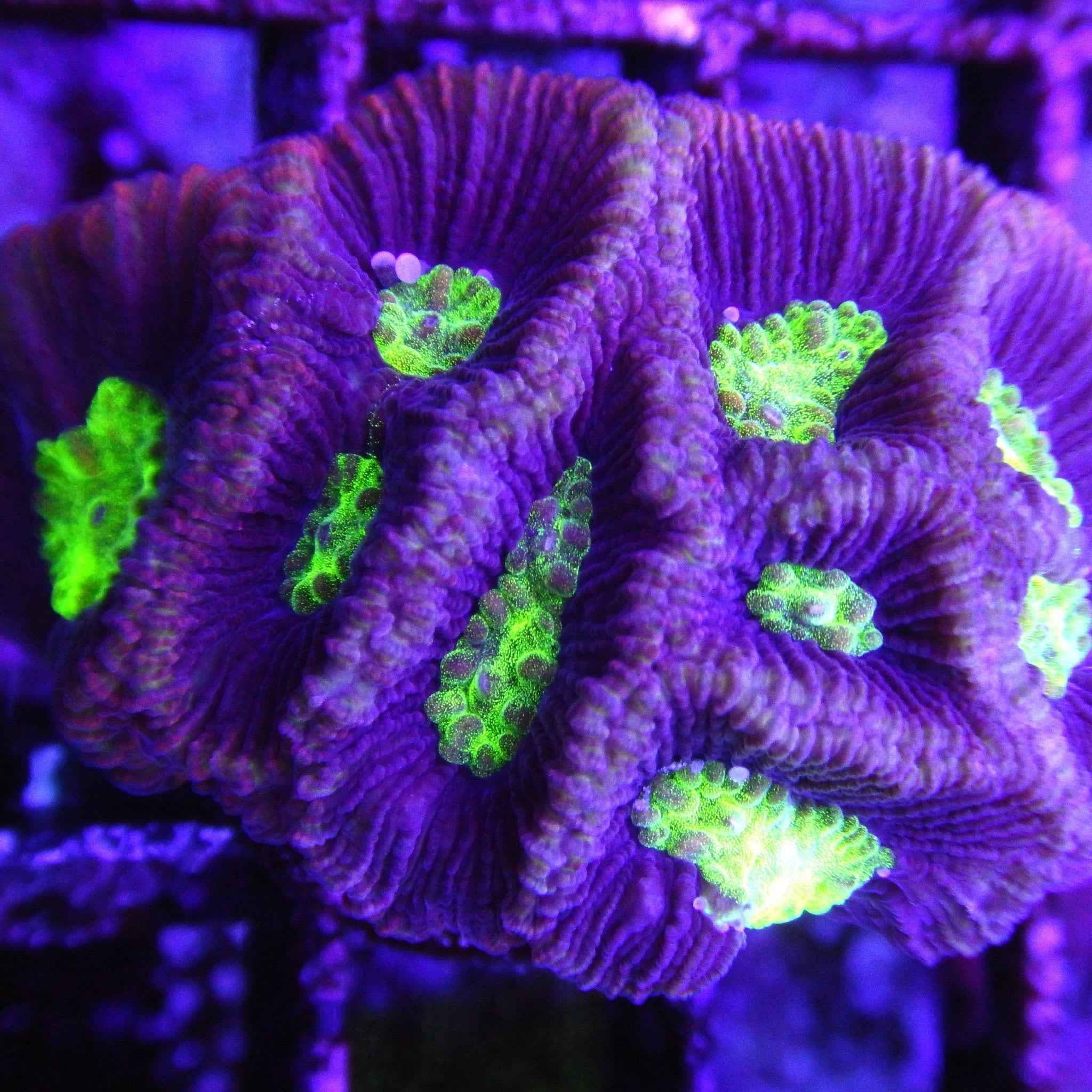 Neon Green Purple Favia Coral