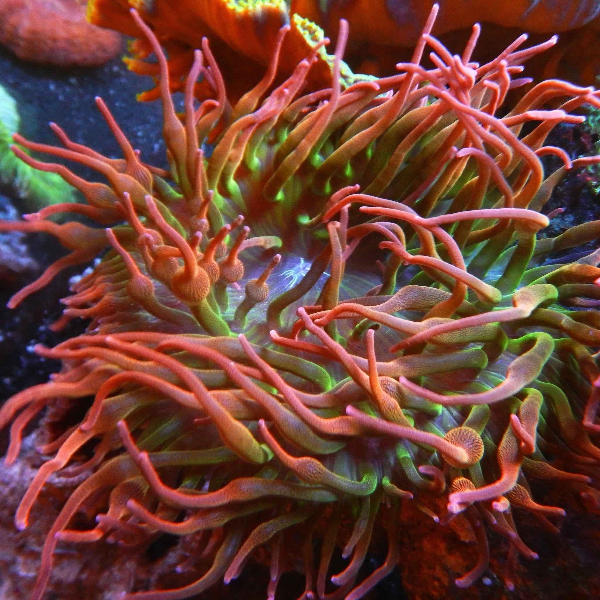 Rainbow Bubbletip Anemone
