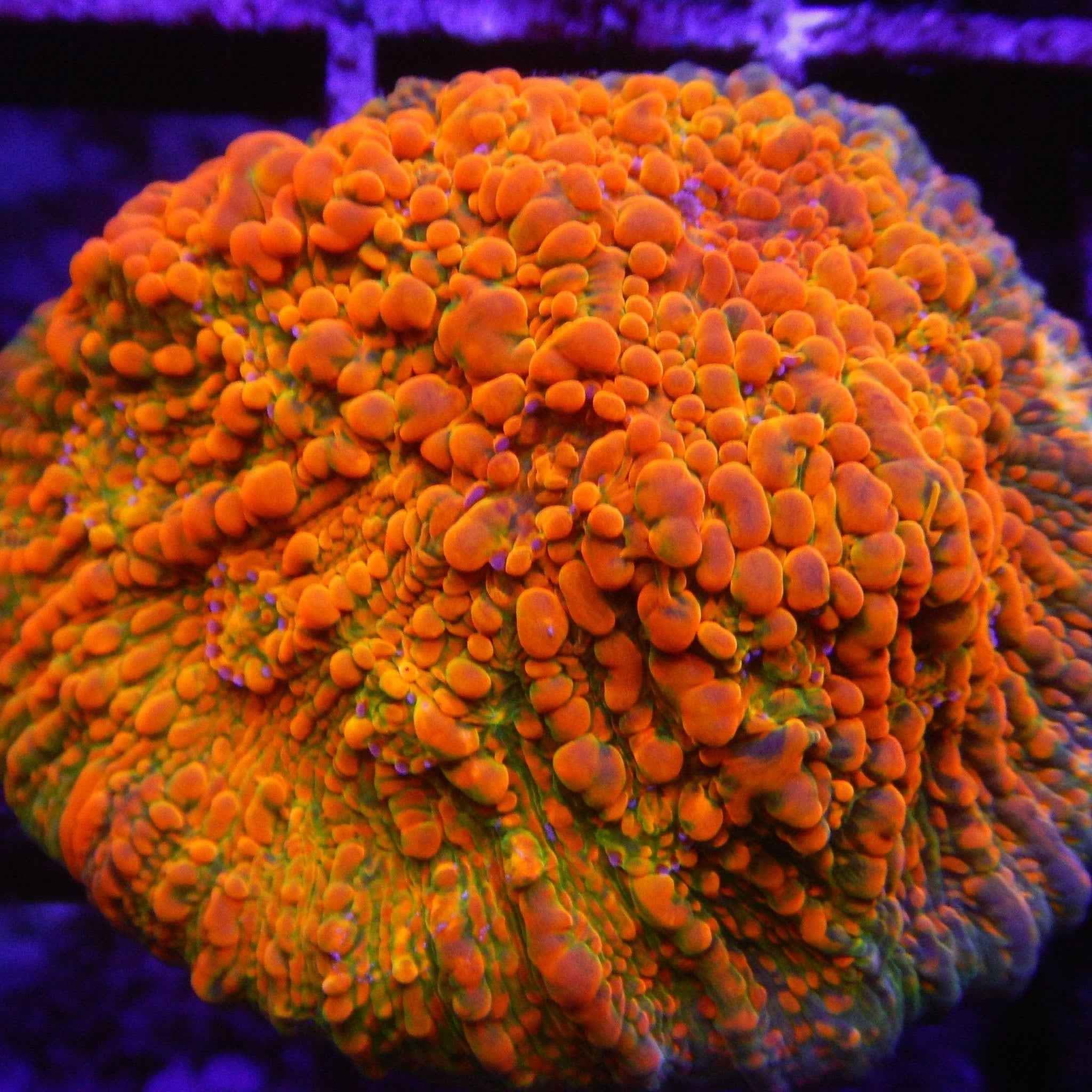 WWC Stellaria Chalice Coral