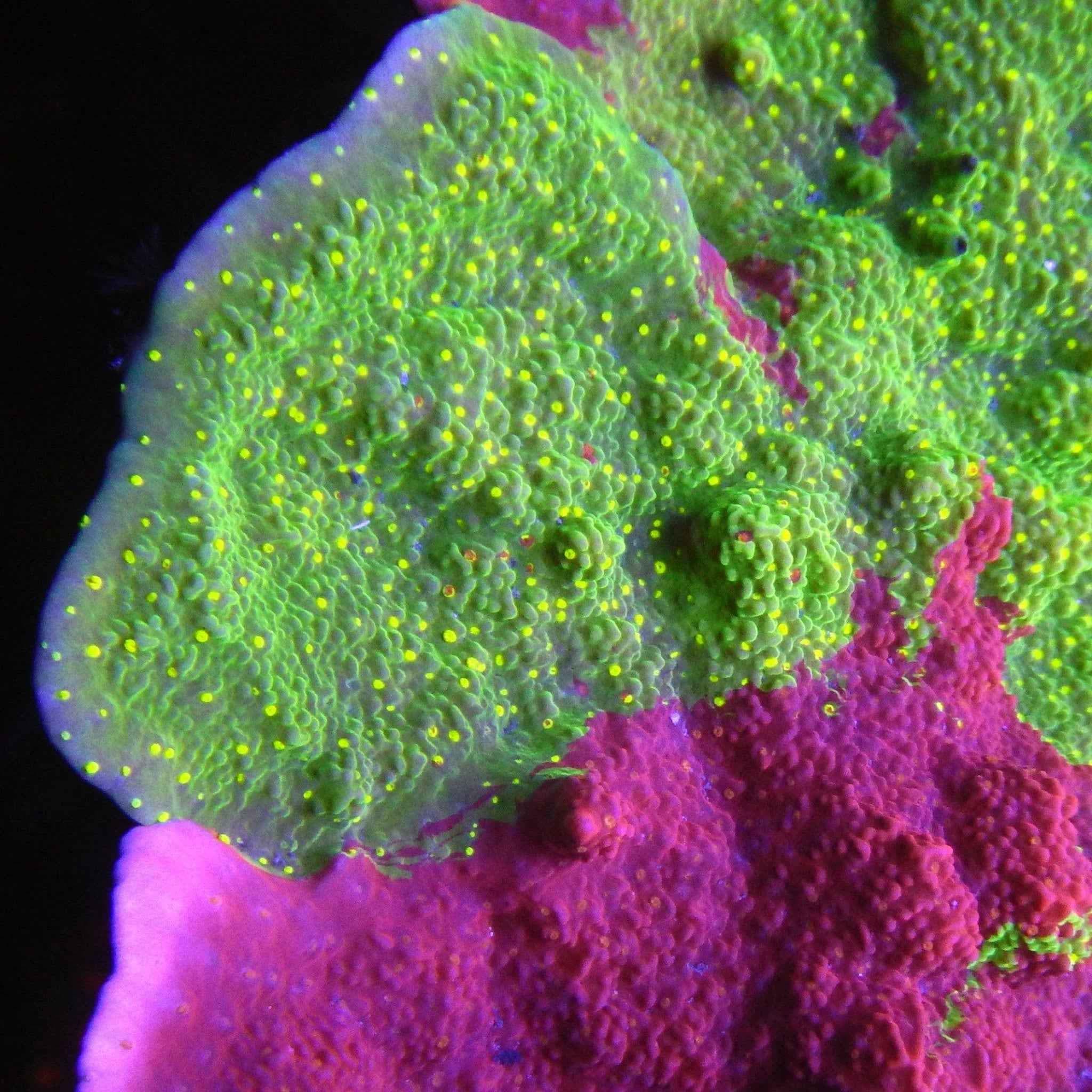 Sunfire Grafted Montipora Coral