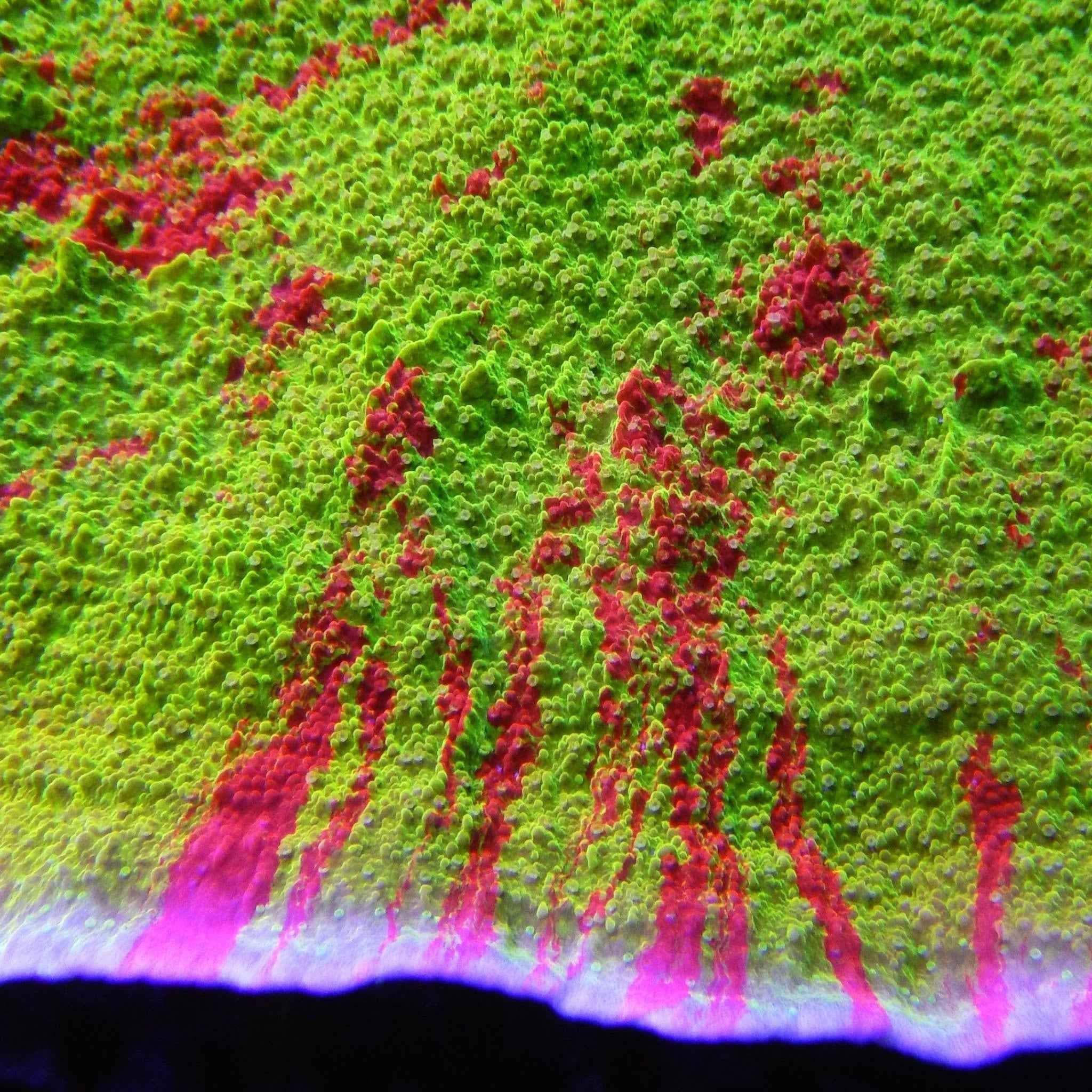 WWC Grafted Montipora Coral