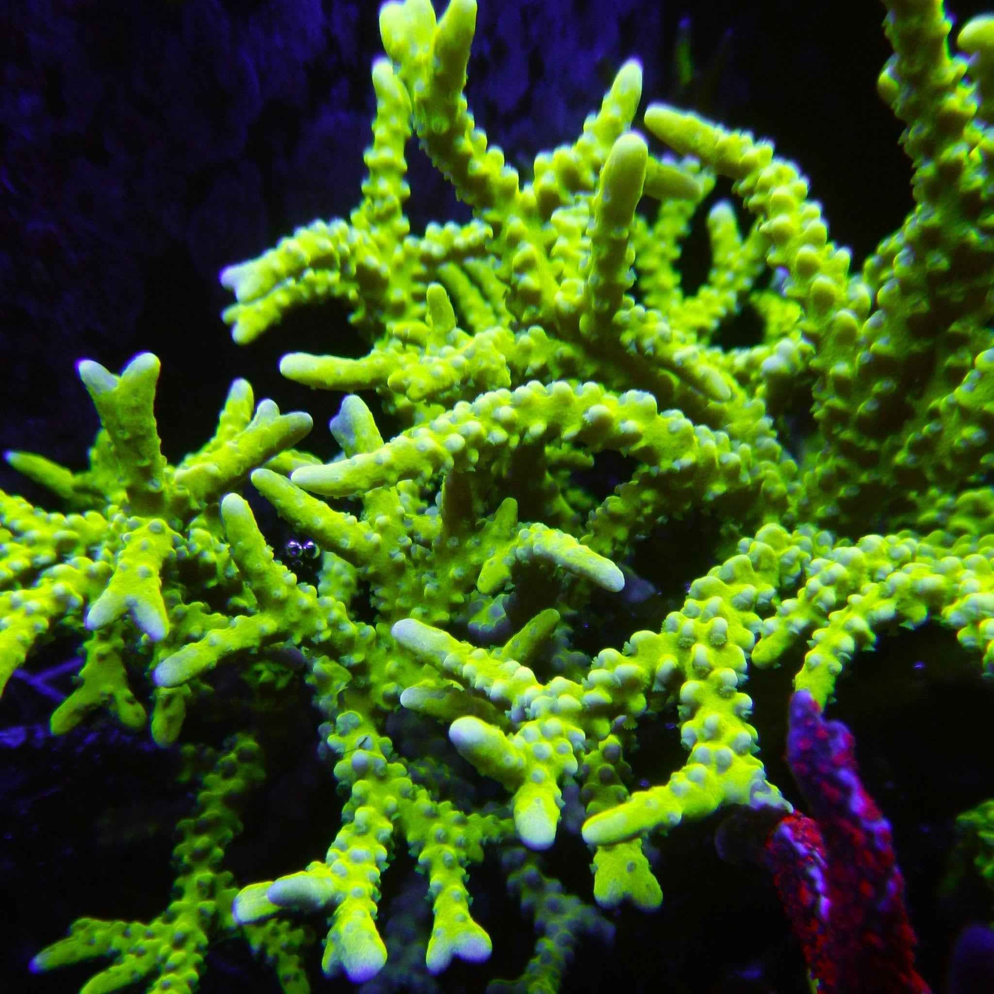 Green Goblin Anacropora Coral