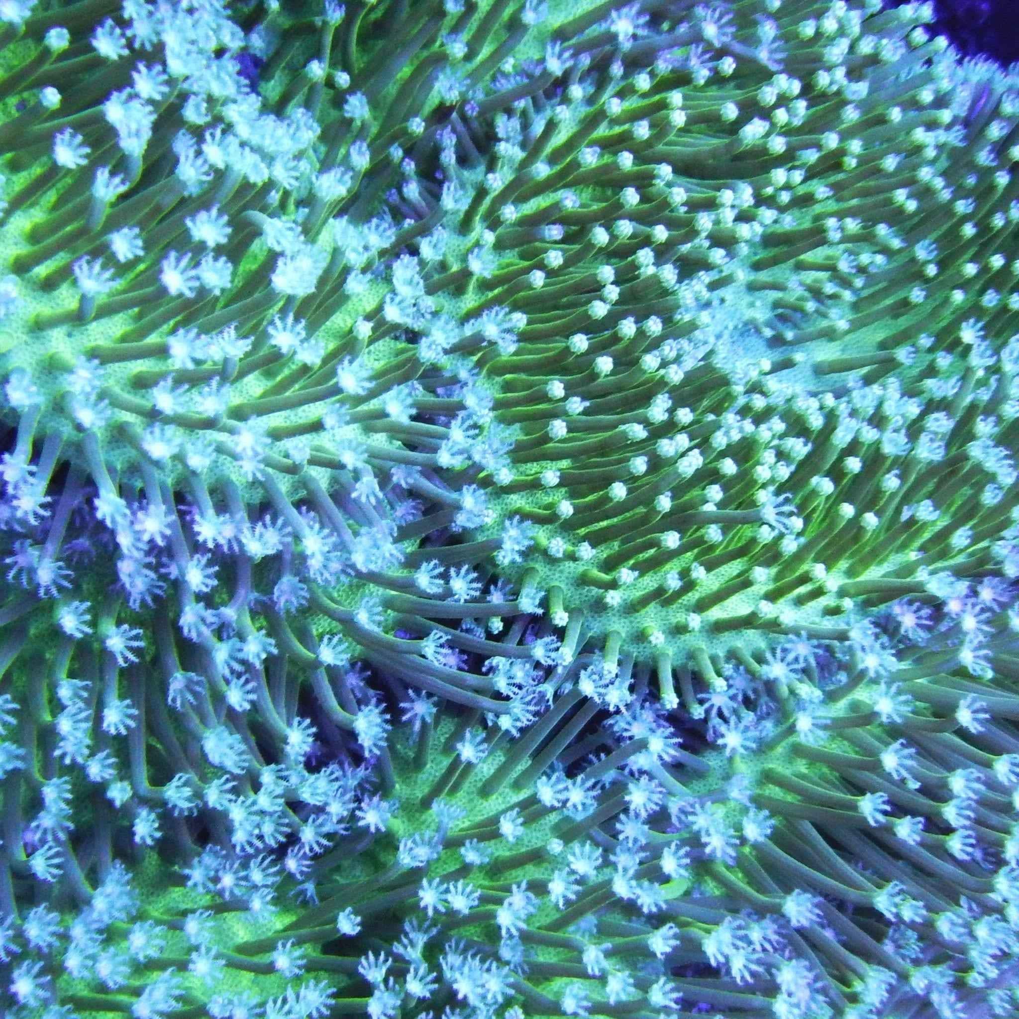 Blue Green Toadstool Coral
