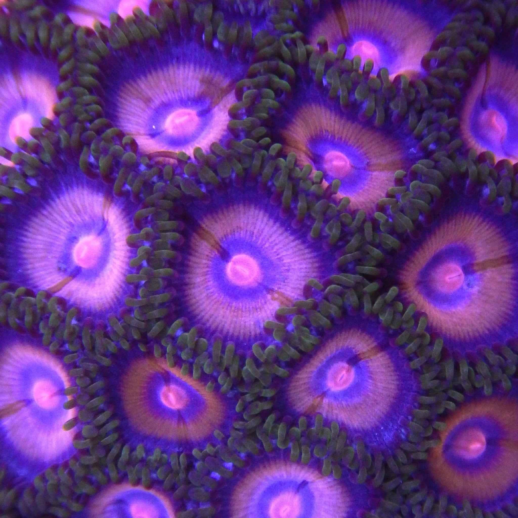 JF Punch Drunk Zoanthid Coral