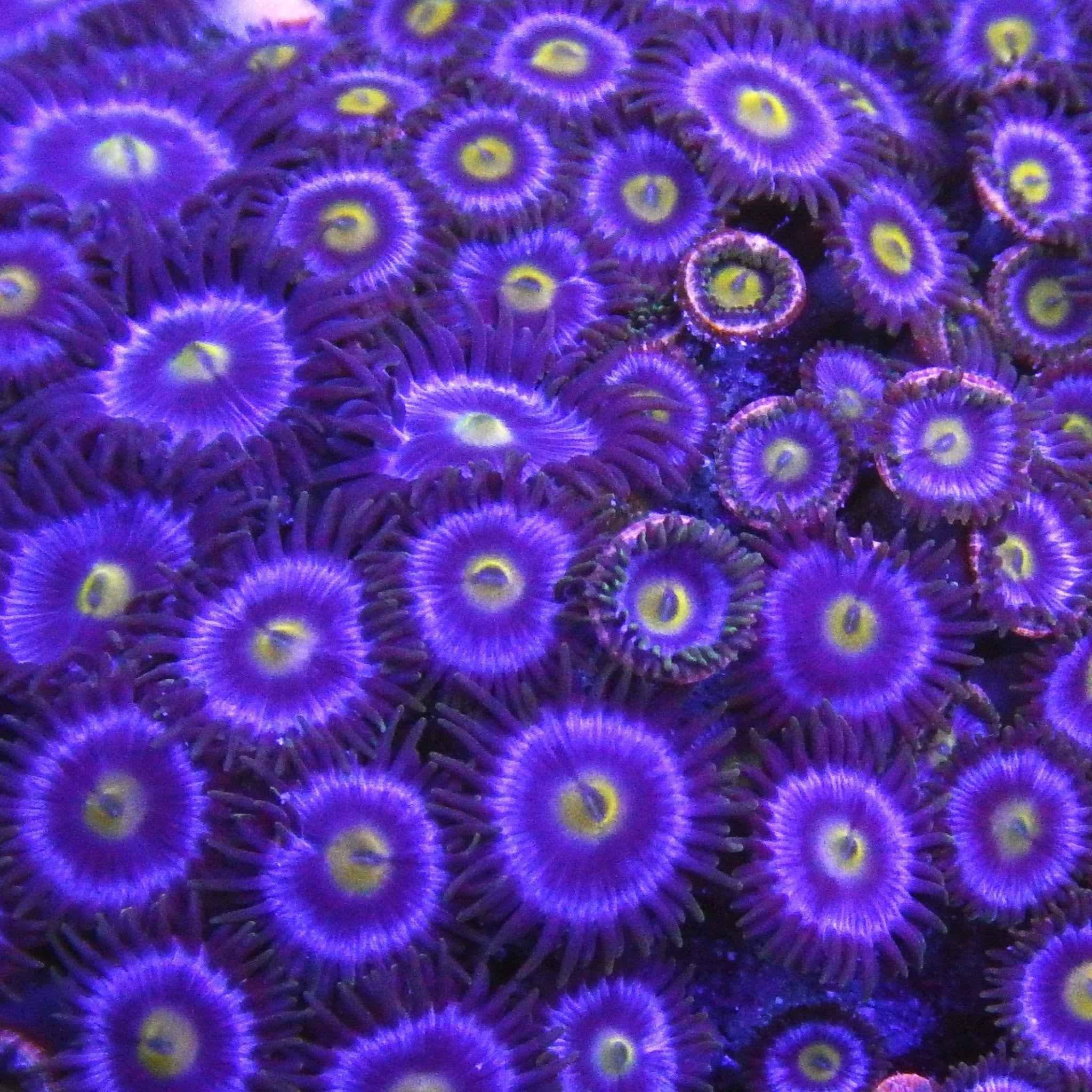 TFT Blue Bomber Zoanthid Coral