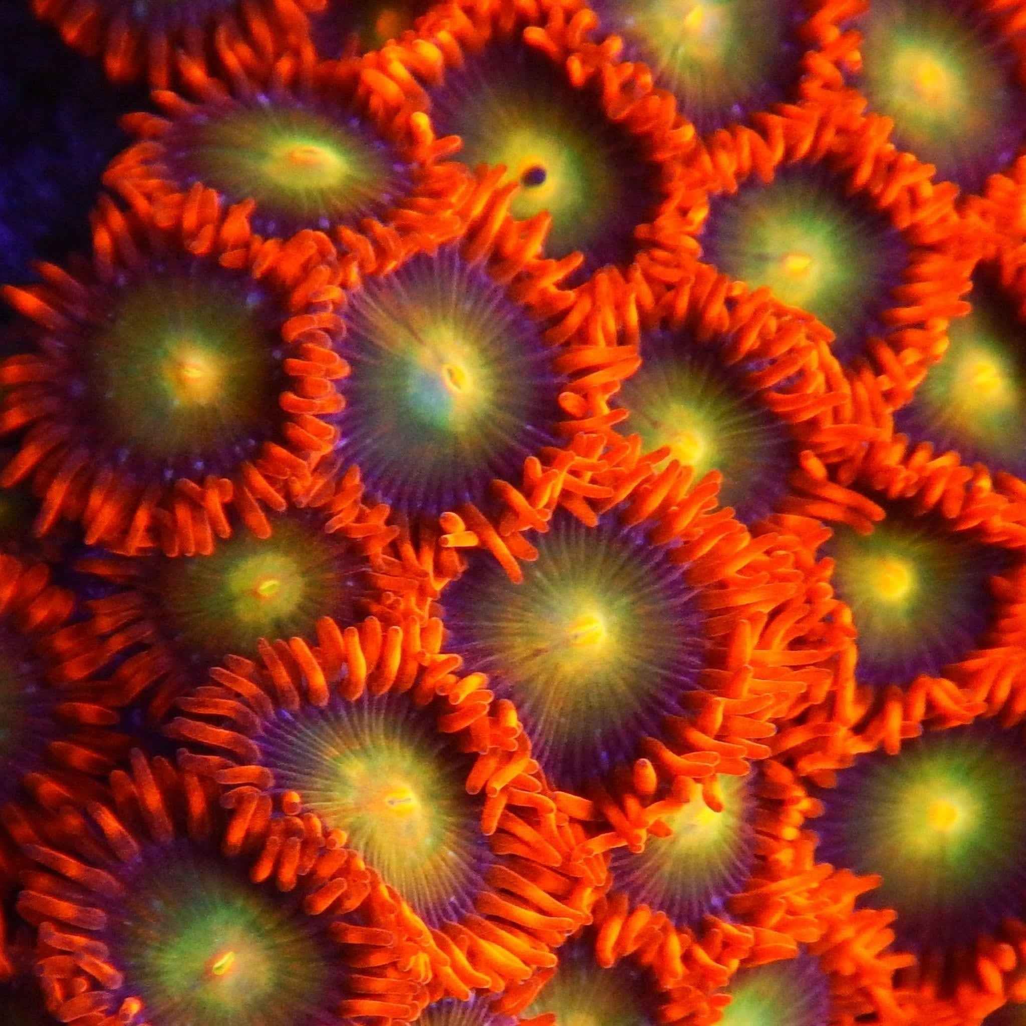 ACI Lorax Zoanthid Coral