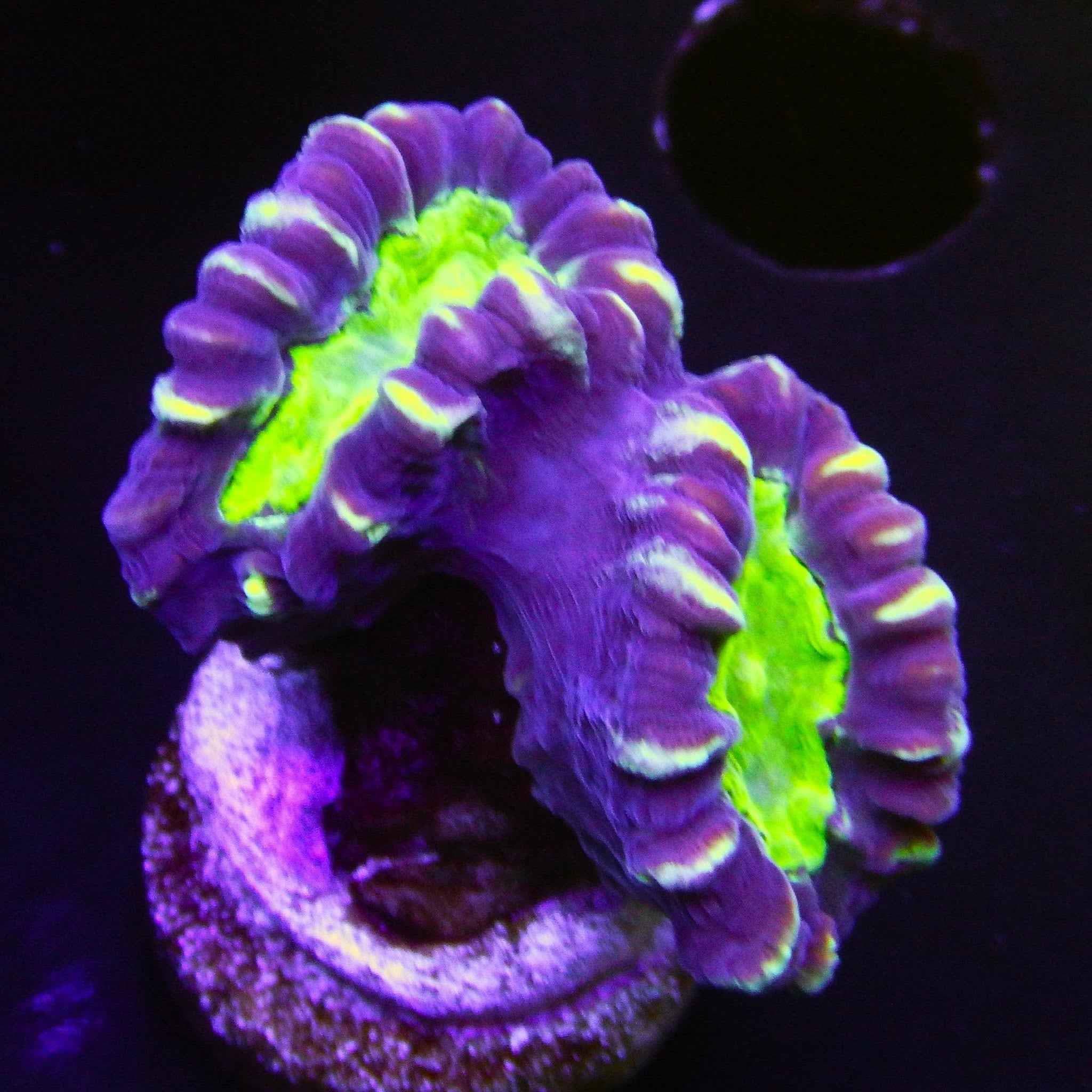 Purple Candy Cane Coral