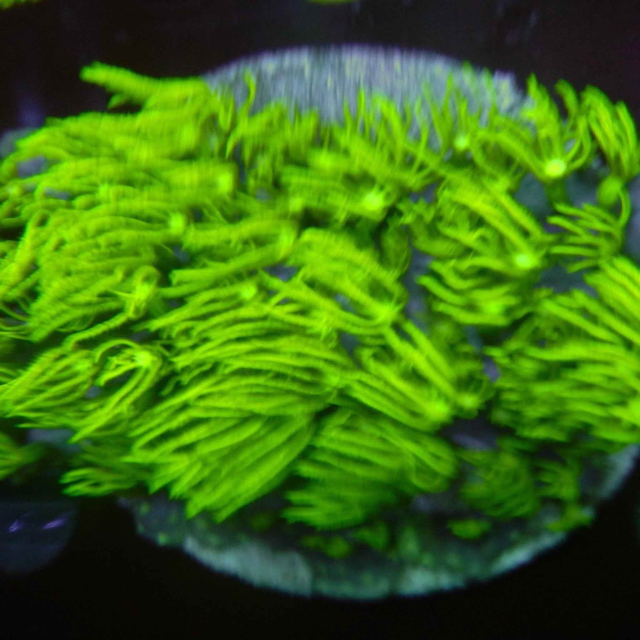 Green Star Polyps