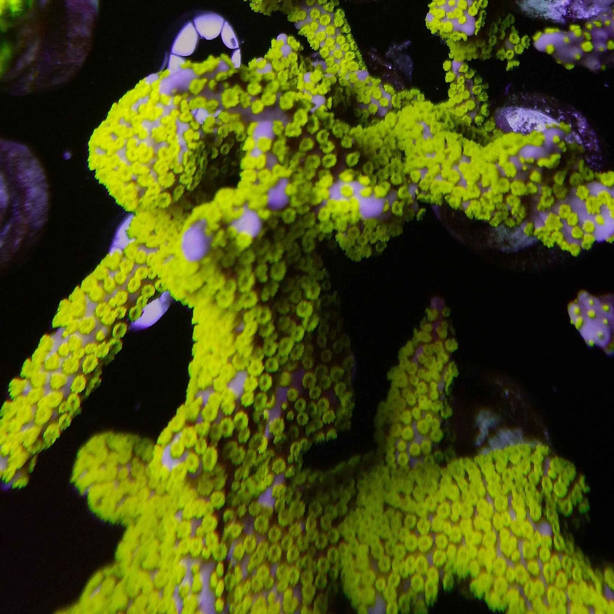 Green Digitata Coral