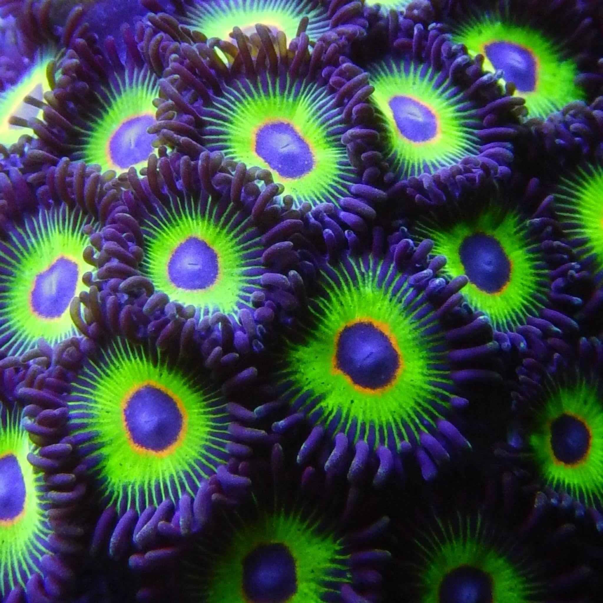 Bob Marley Zoanthid Coral