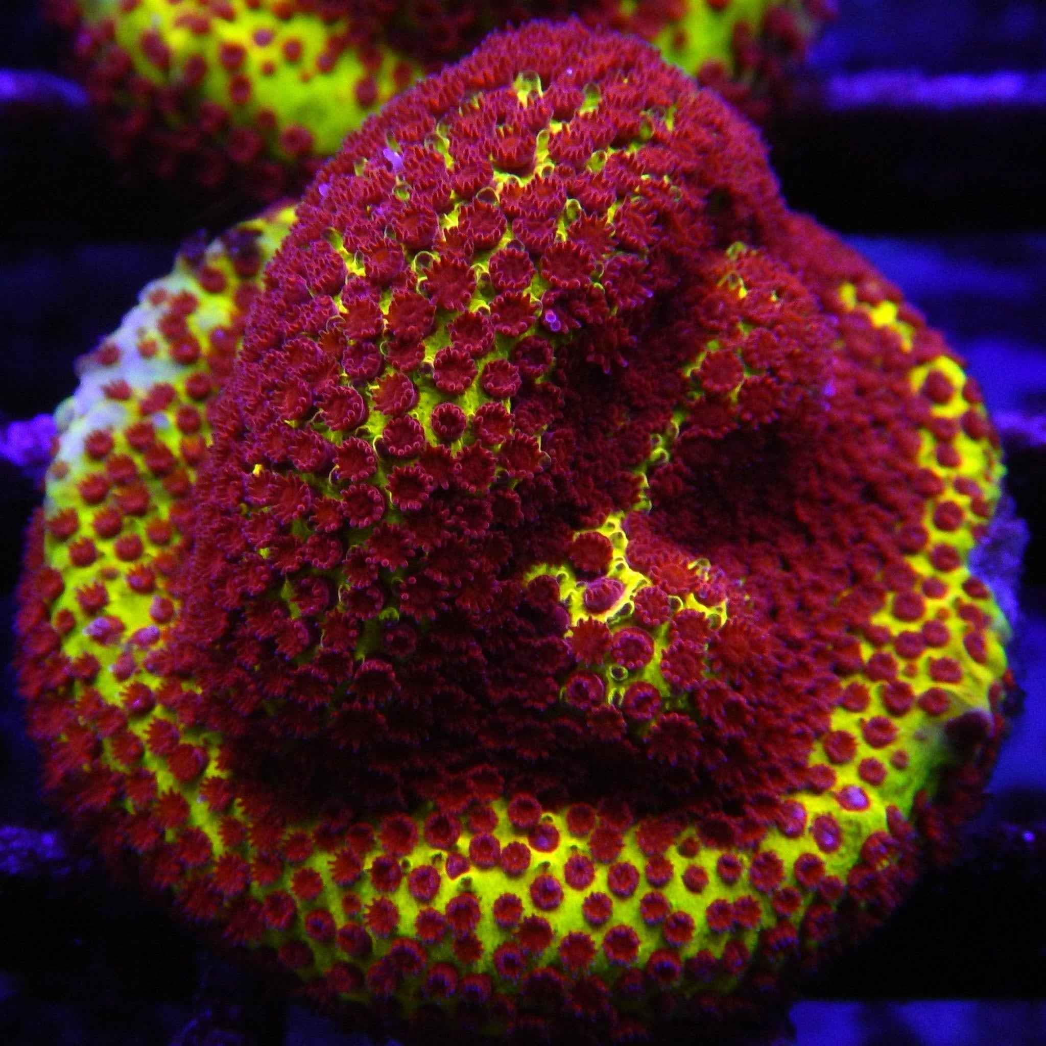 JF Burning Banana Stylocoeniella Coral
