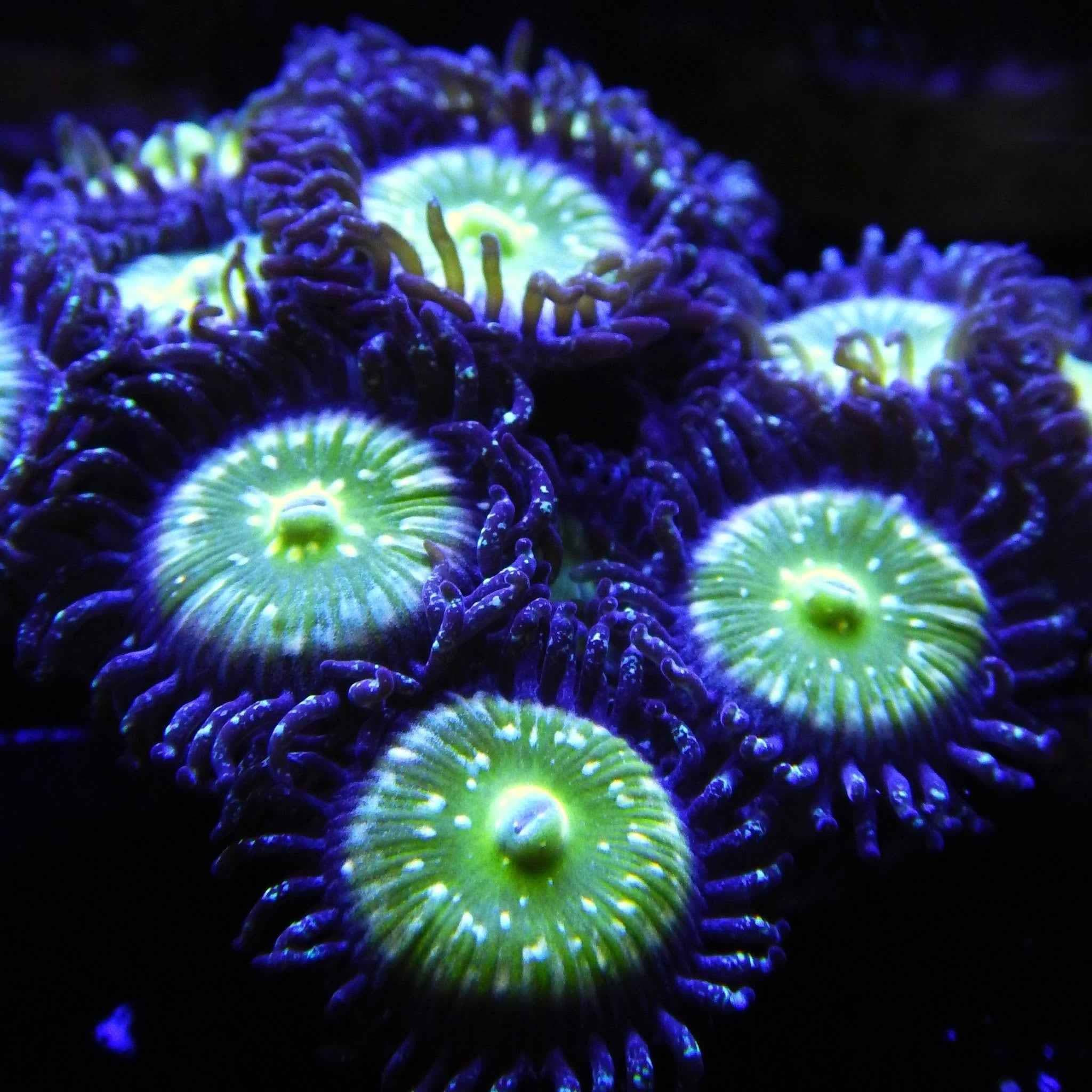 TSA Frozen Apples Zoas Coral