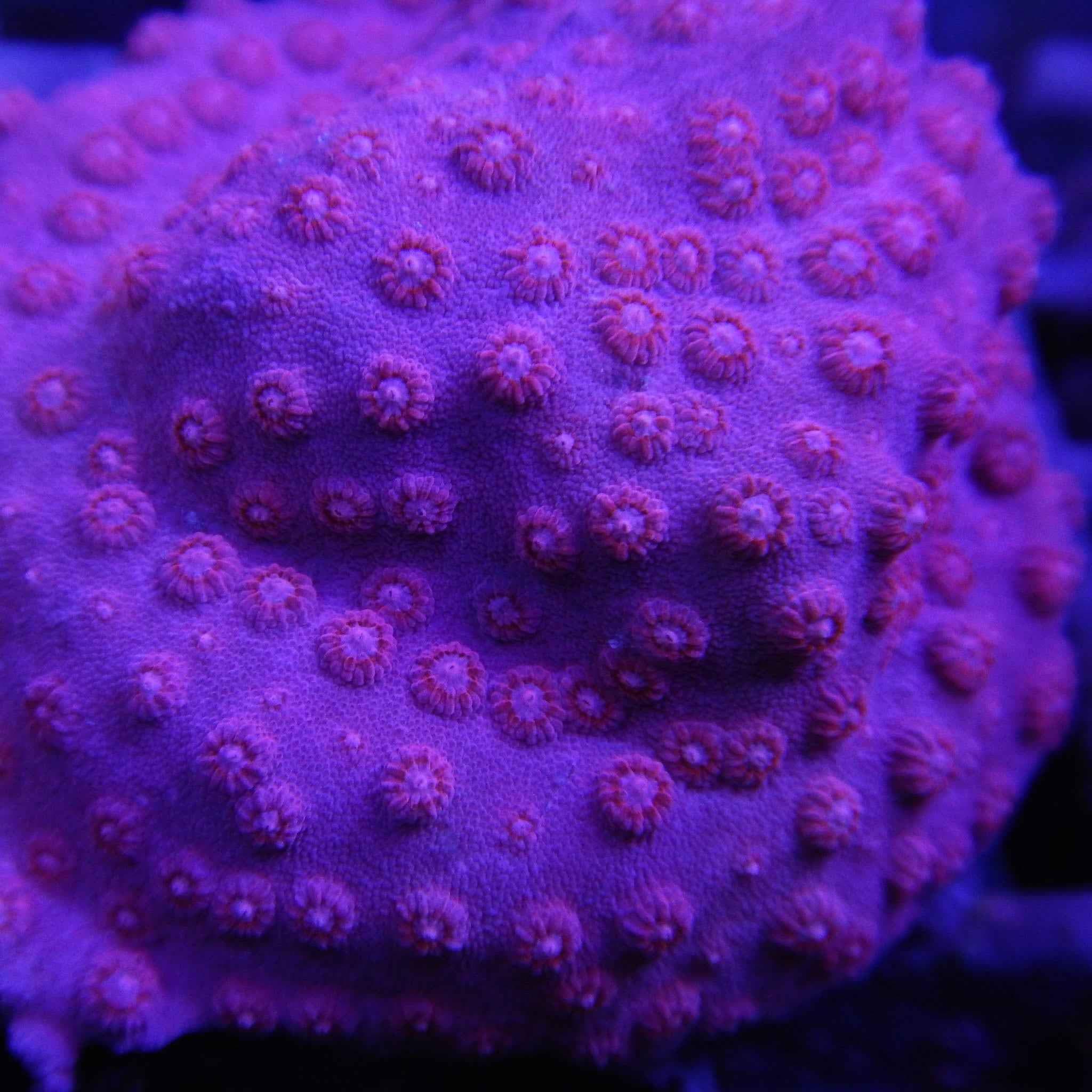 Hot Pink Cyphastrea Coral