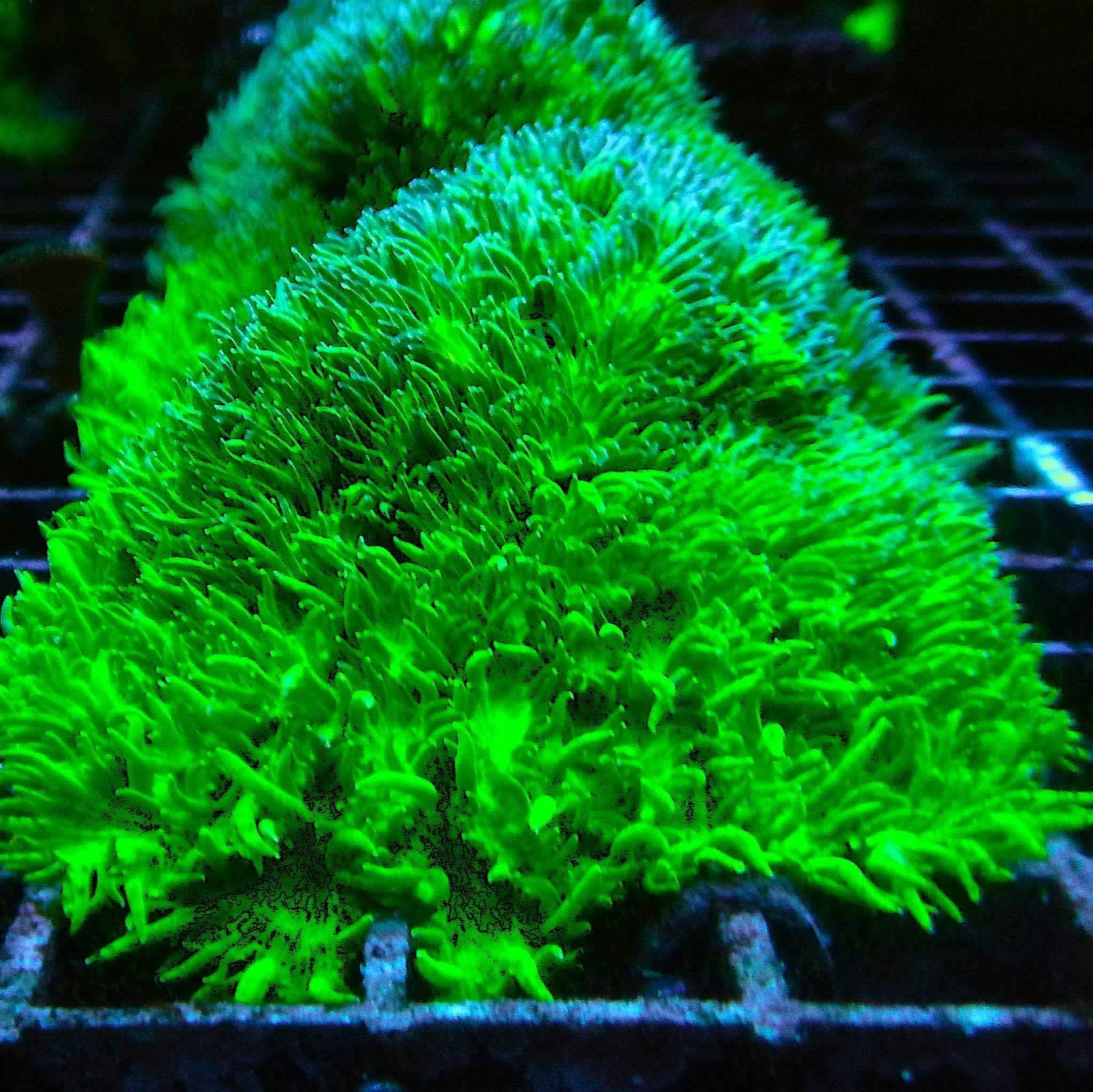 TSA Gamma Knife Hydnophora Coral