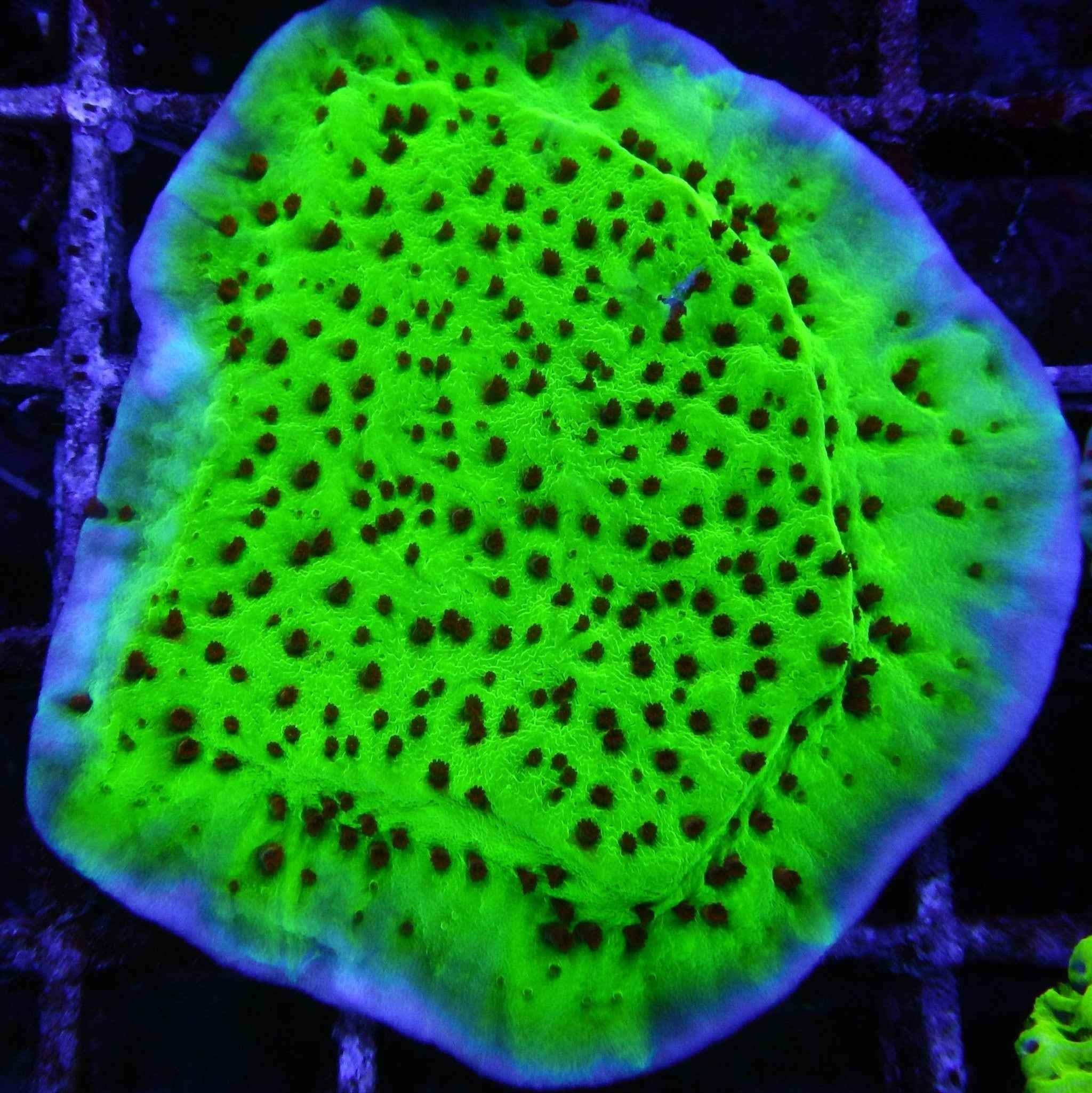 WWC Jedi Mind Trick Montipora Coral