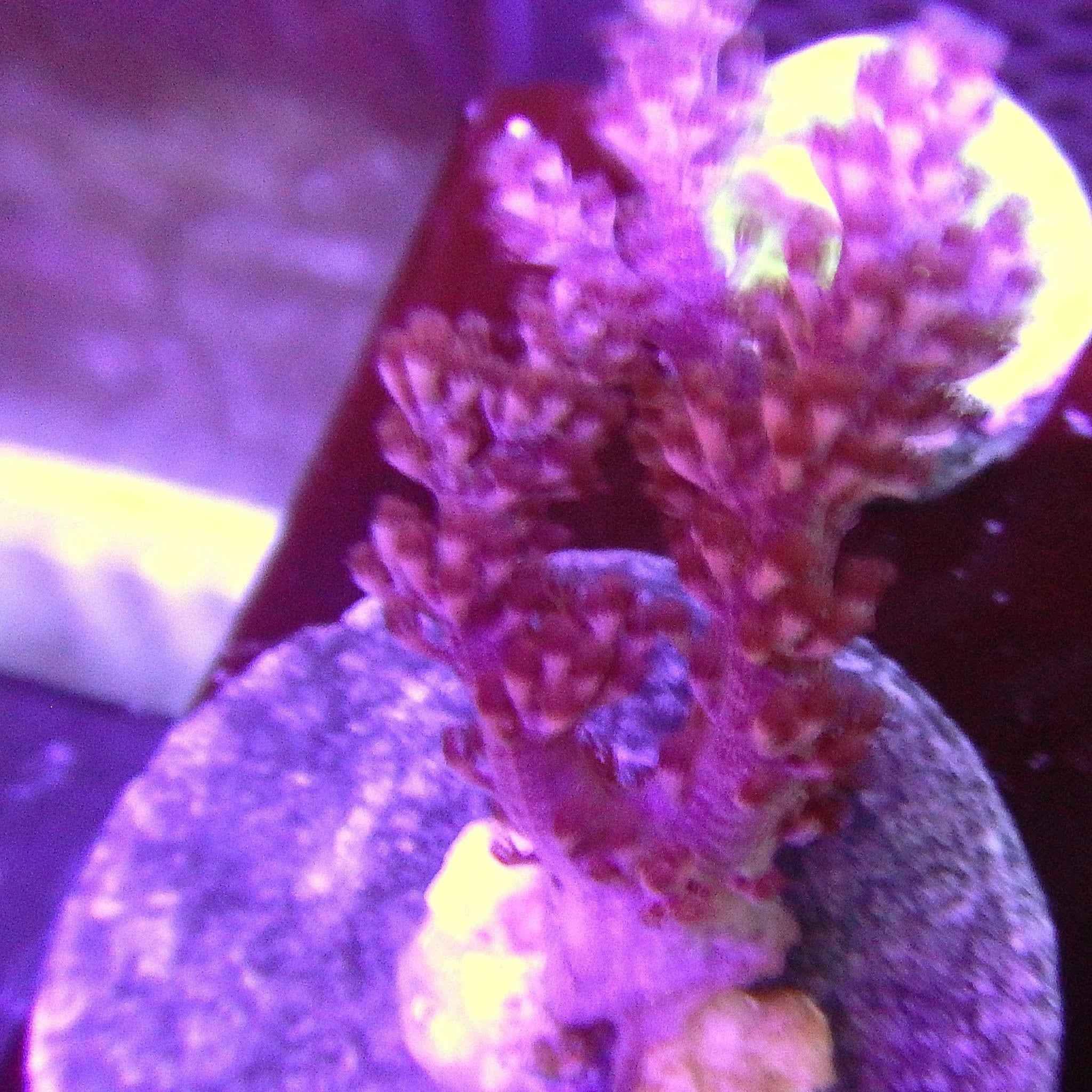 Kenya Tree Leather Coral