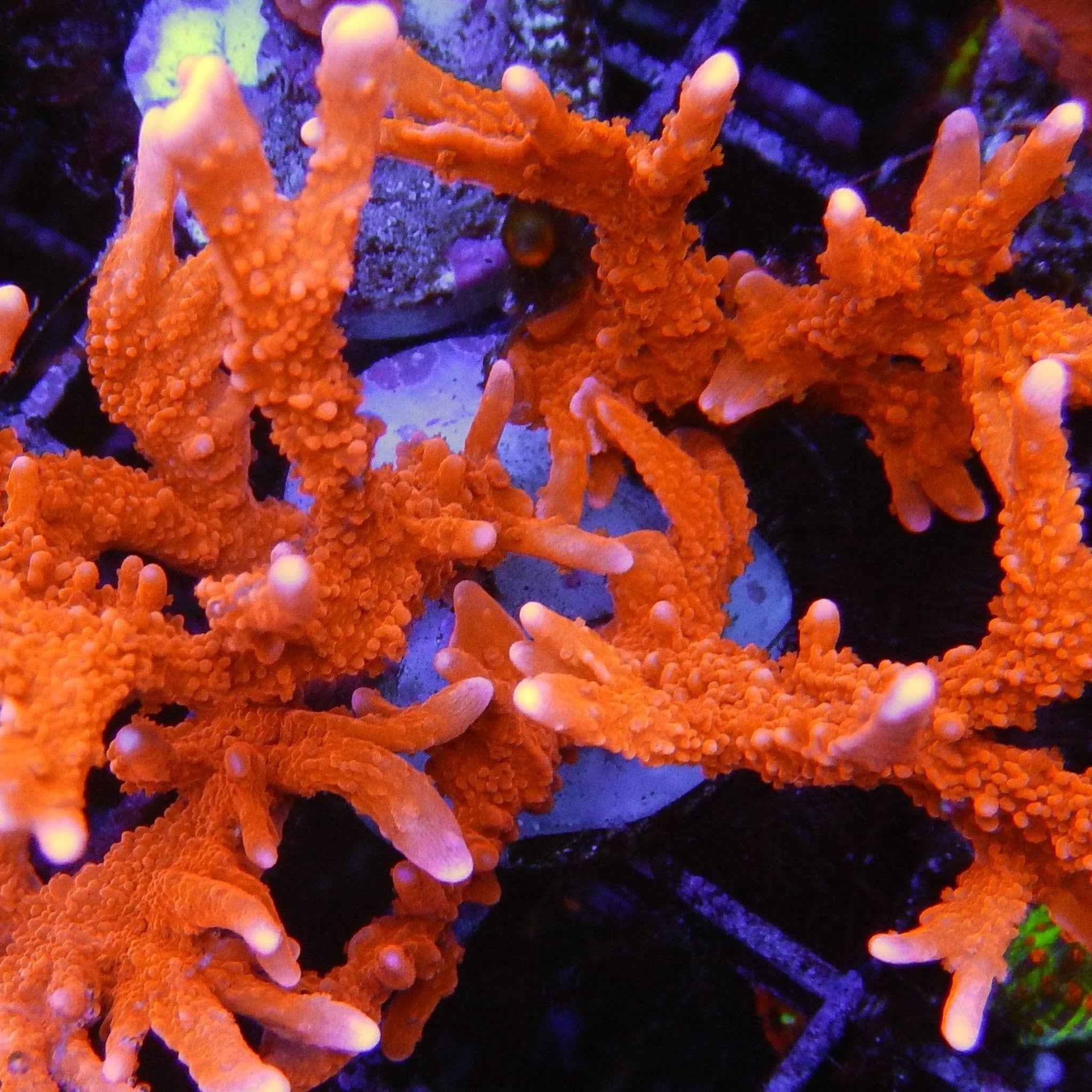 ACI Manila Spy Montipora Coral