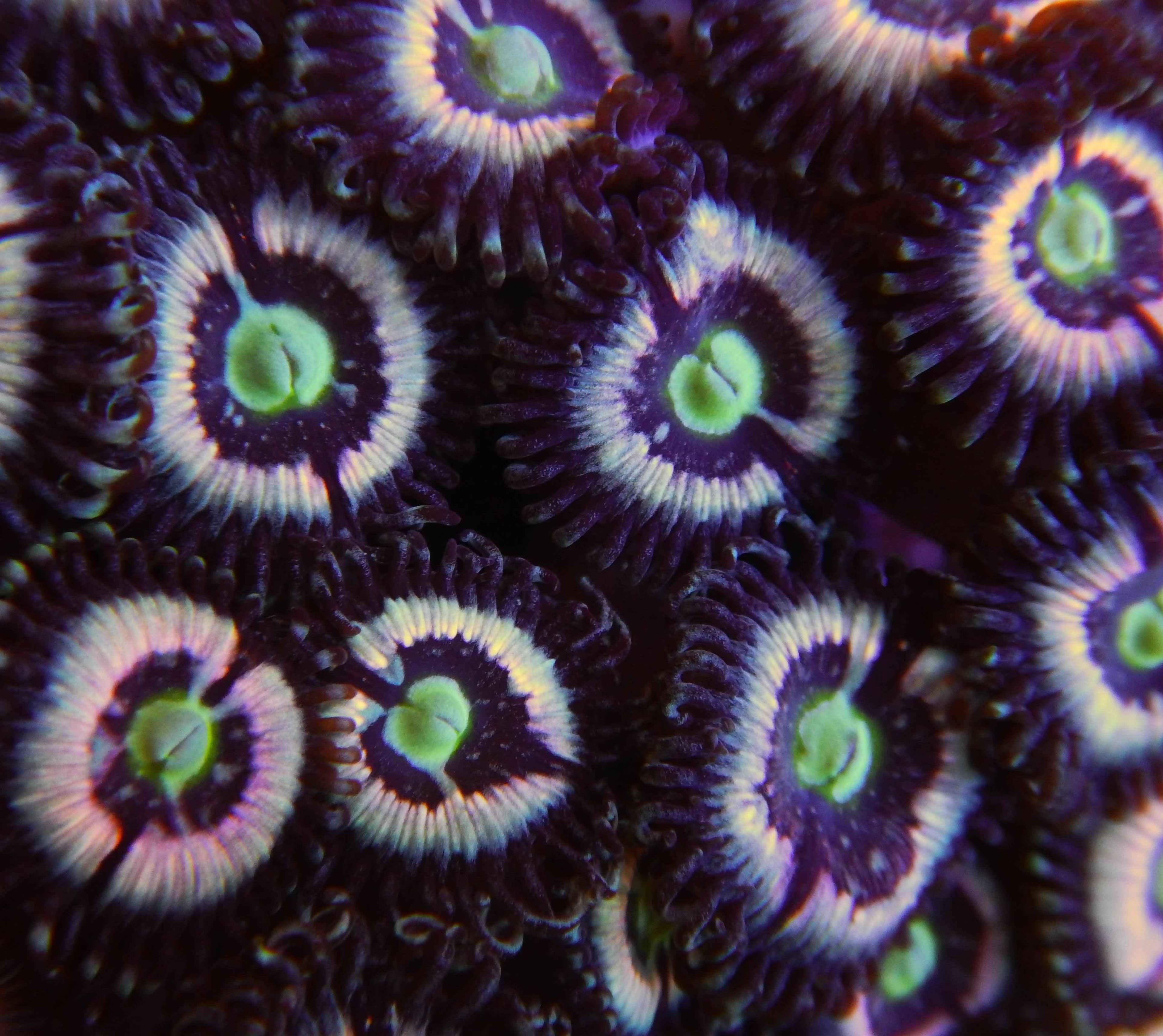 Pink Constellation Zoanthid Coral