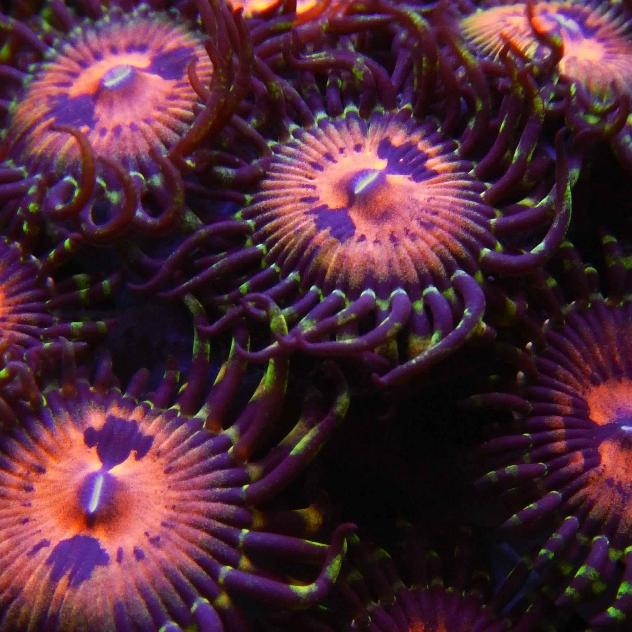 Piranha Plant Zoanthid Coral