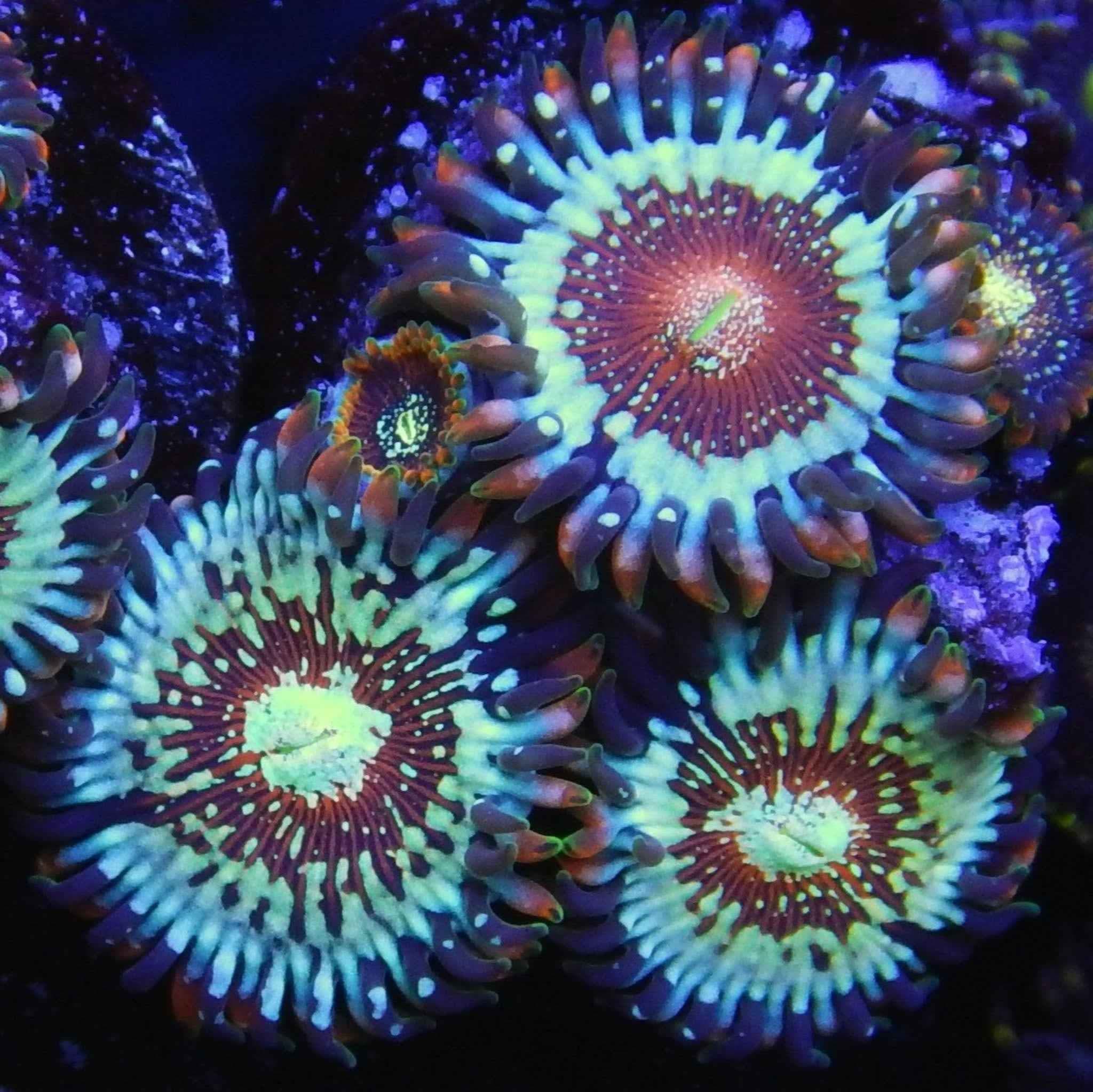 WWC Salted Agave Zoanthid Coral