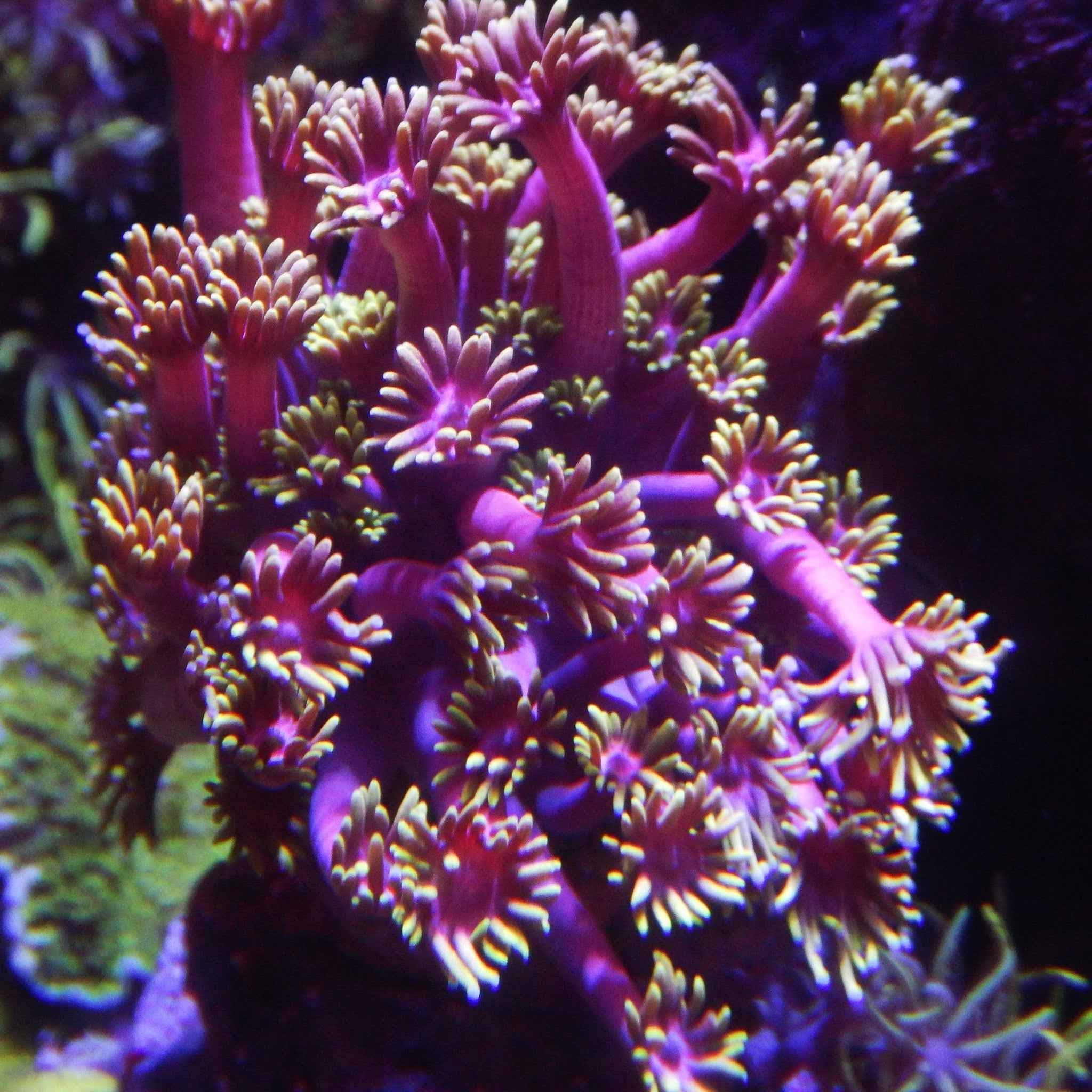 X rated Goniopora Coral