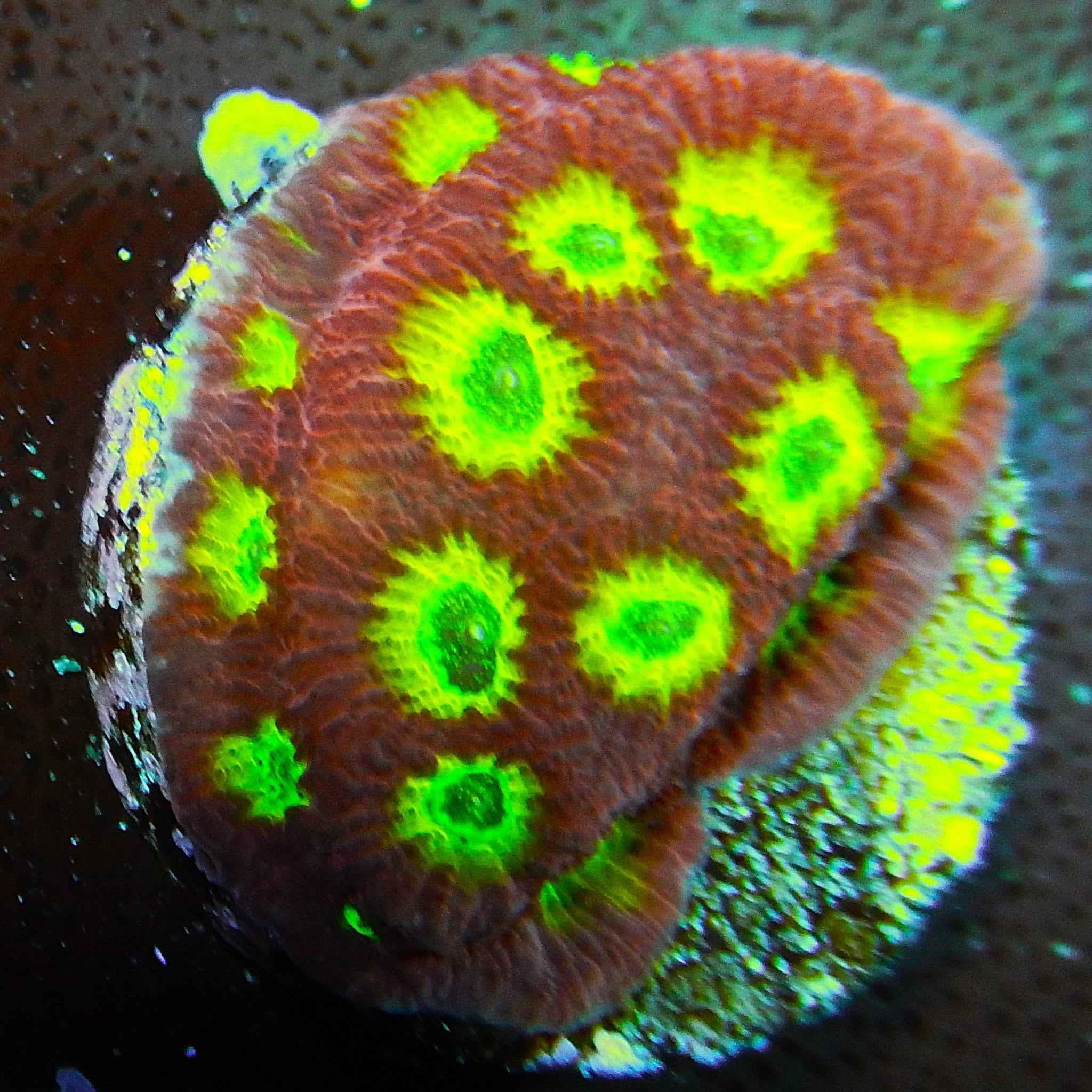 ECC Ring of Fire Favites Coral