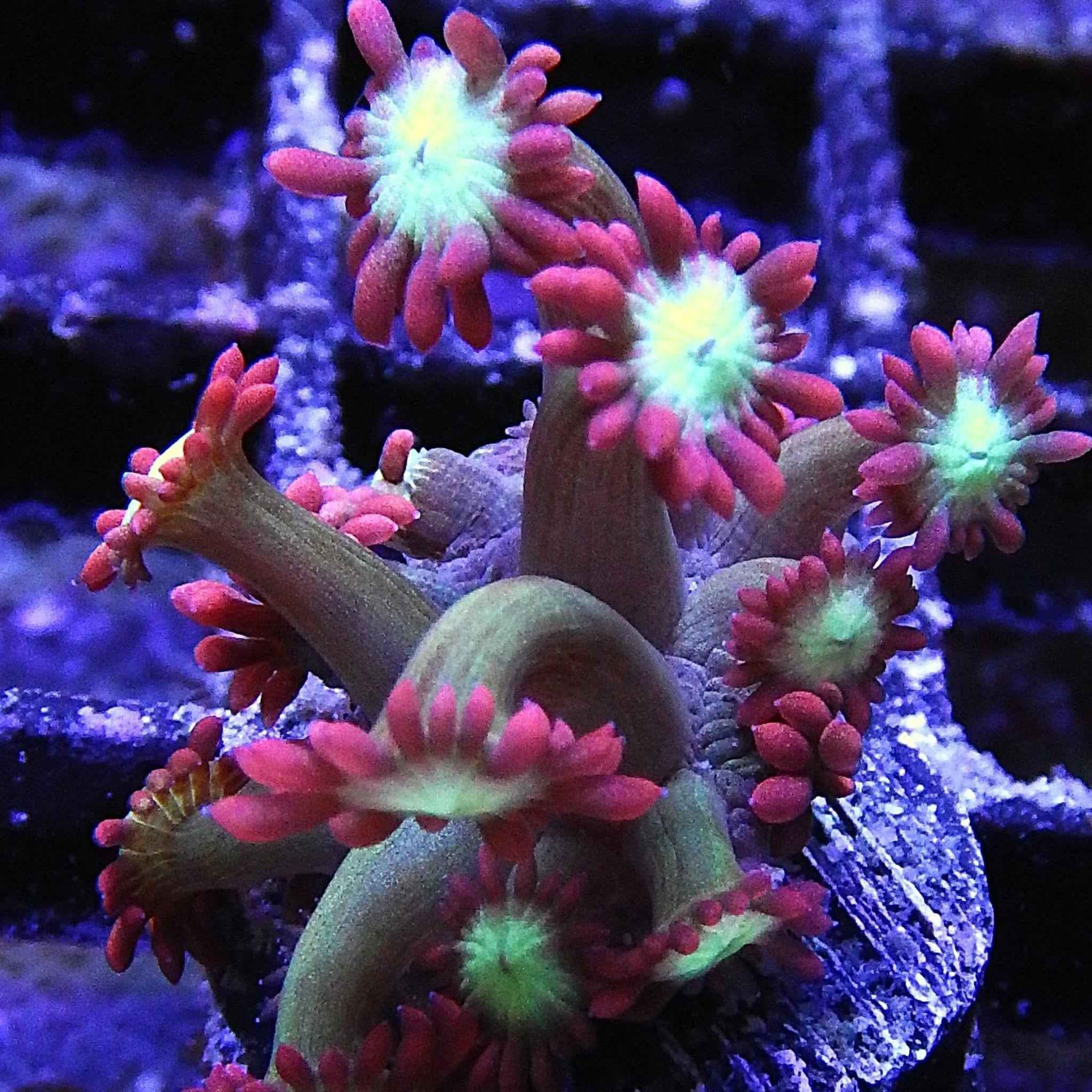 Spiderverse Goniopora Coral