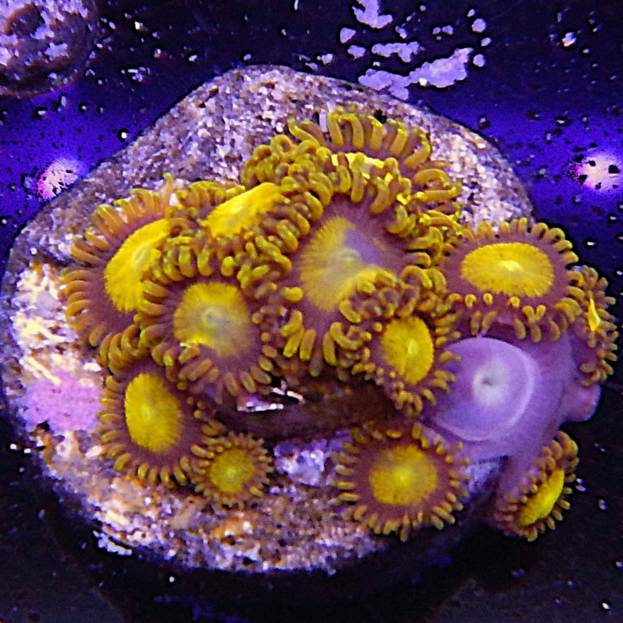ECC King Midas Zoanthid Coral
