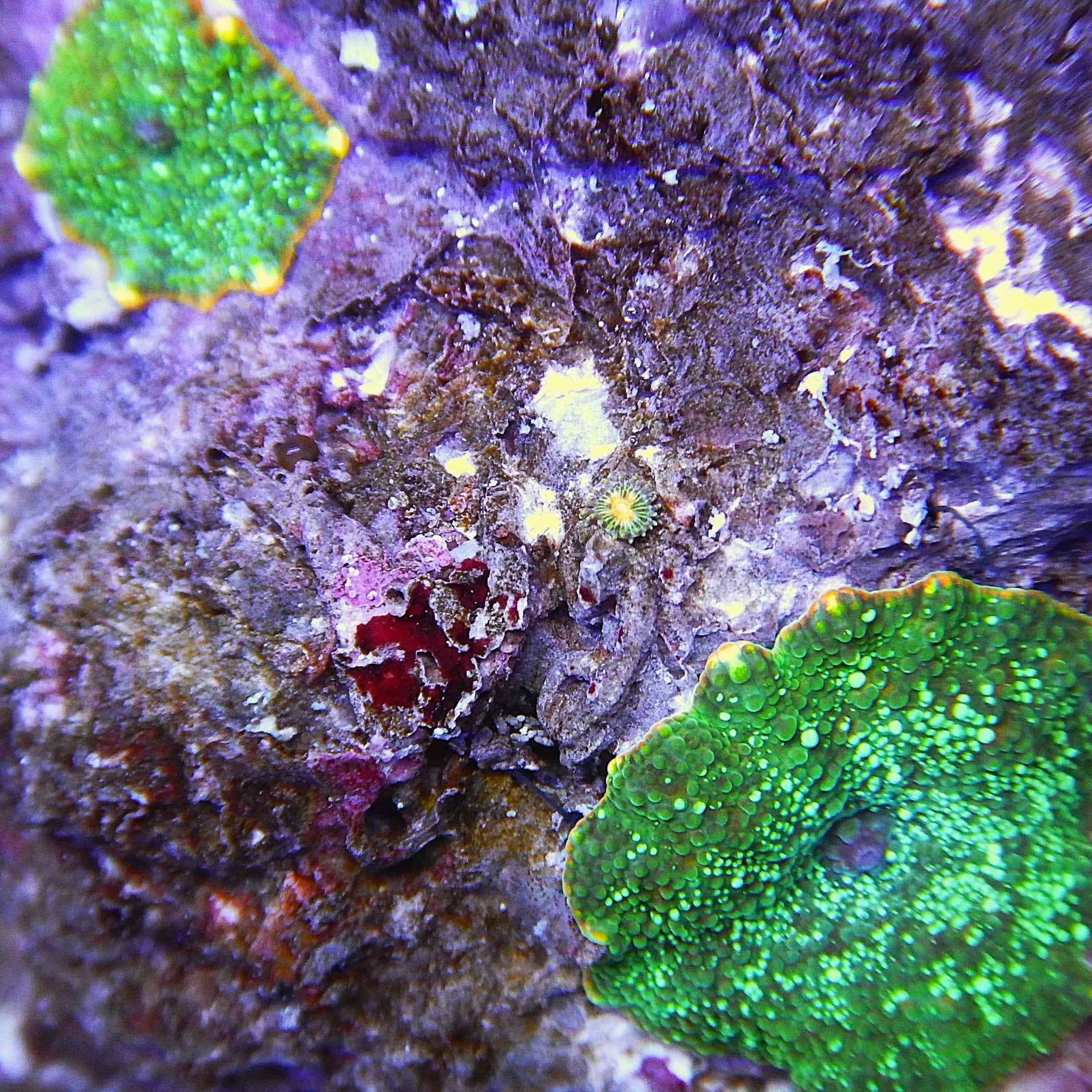 Ultra Disco Mushroom Coral