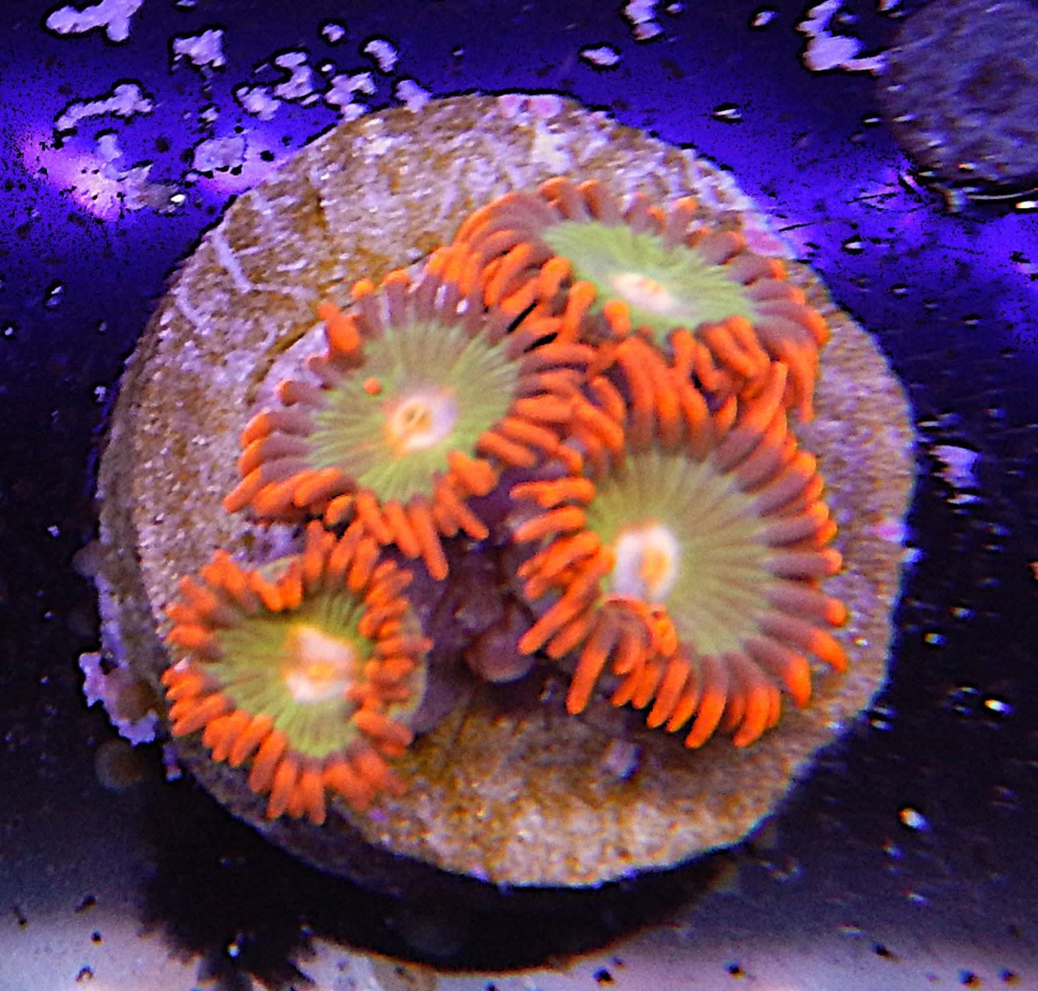 ECC Gatorade Zoa Coral