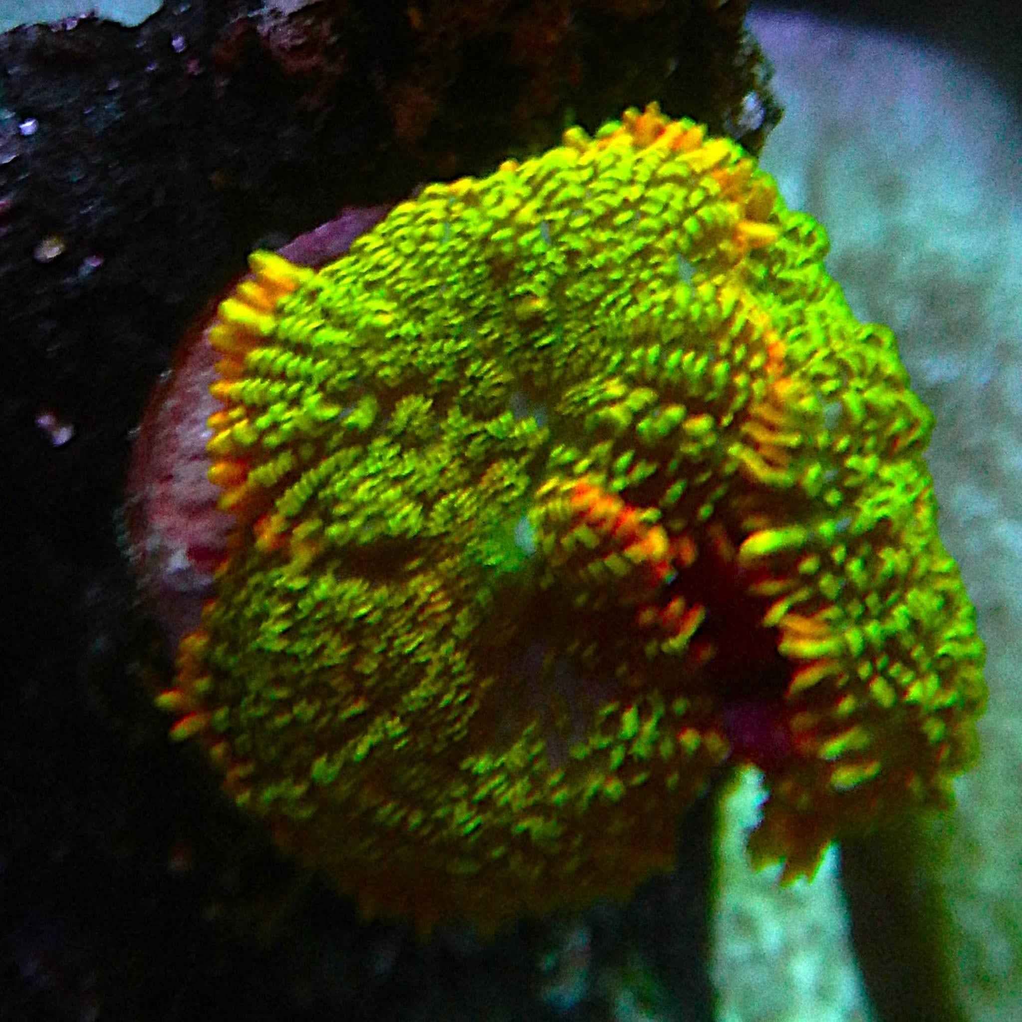 CFC Rhodactis Mushroom Coral