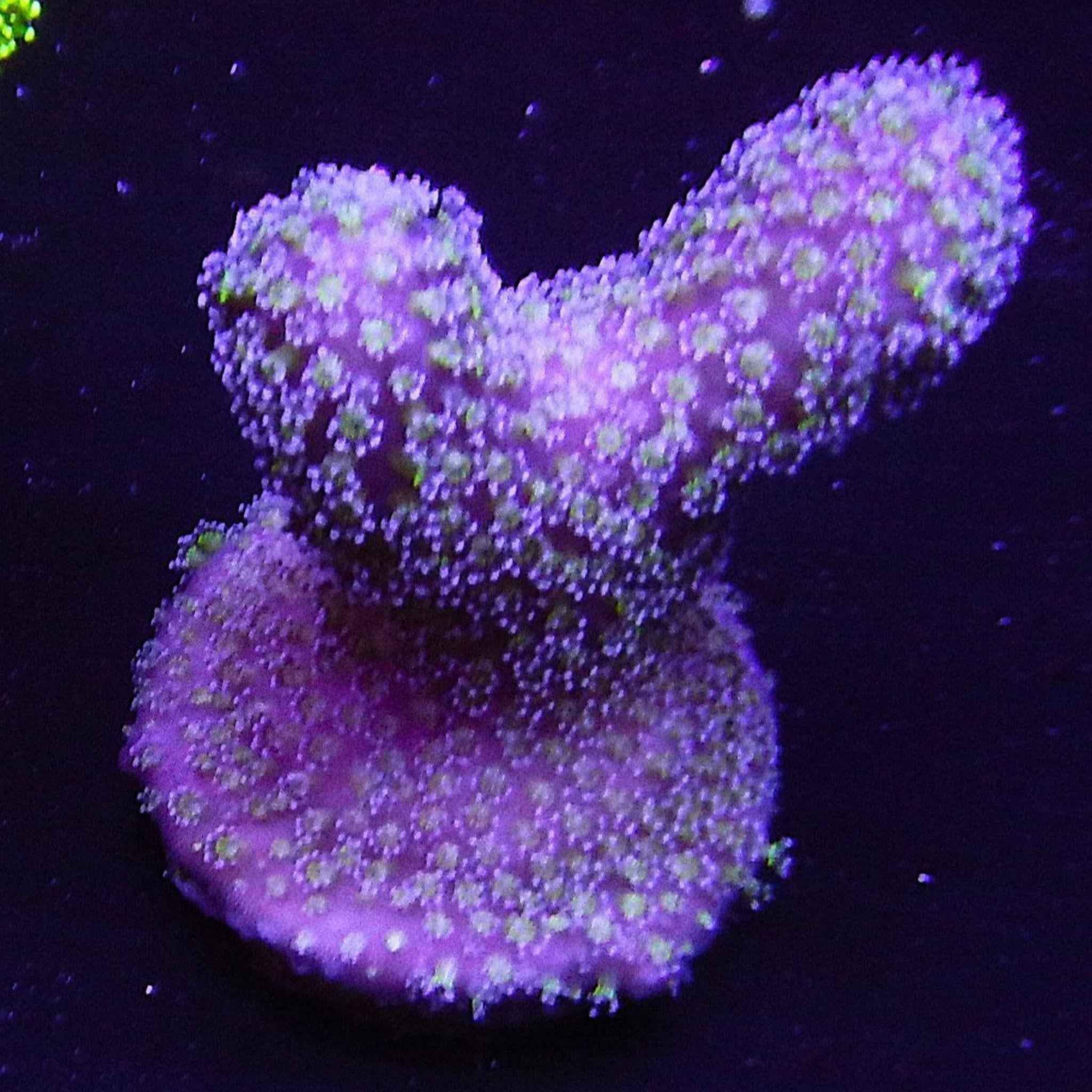Blue Stylophora Coral