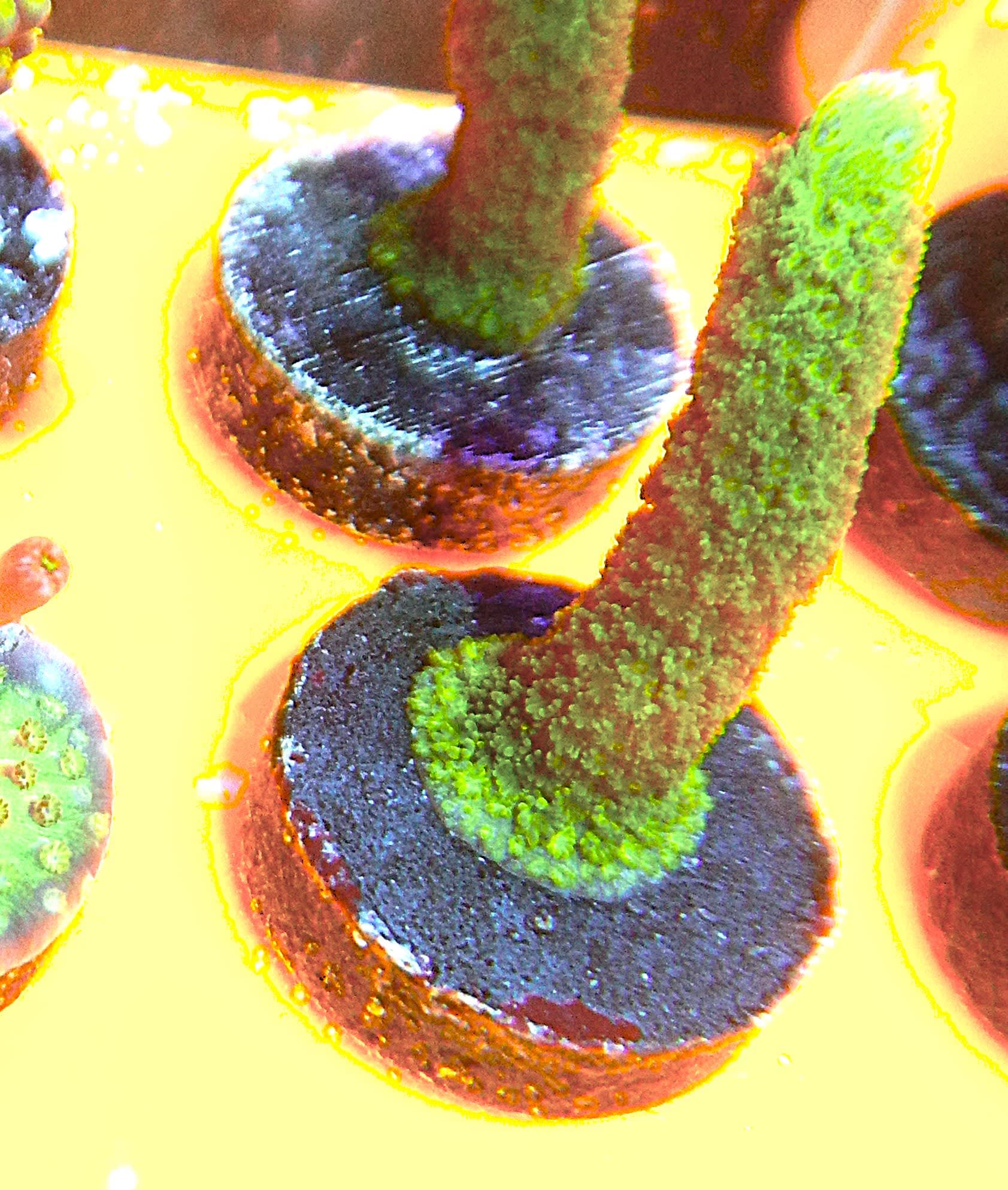 ECC Green Machine Montipora