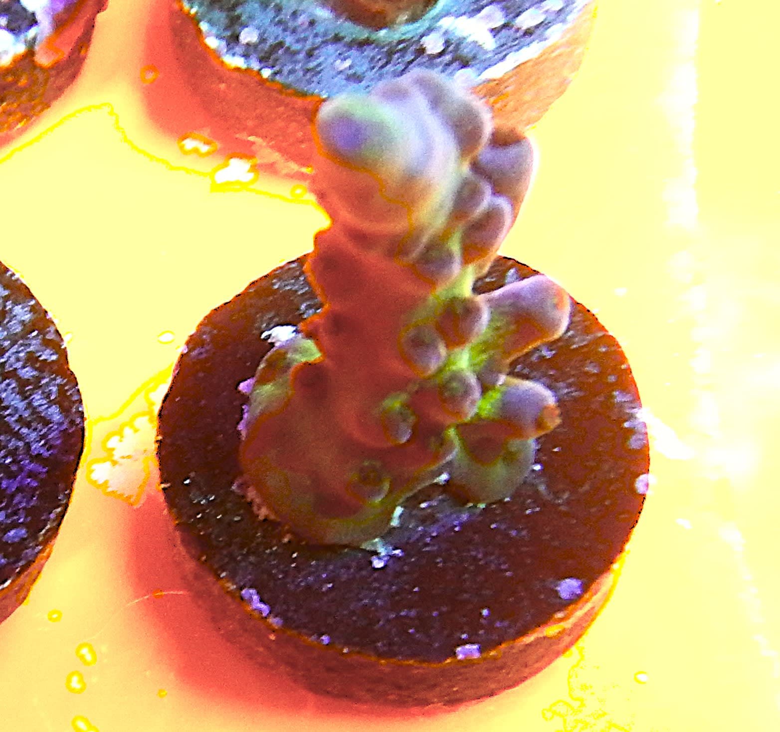 Miyagi Tort Acro Coral