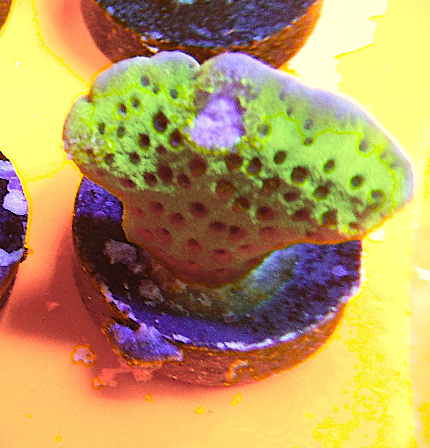 ECC Slime Ball Montipora