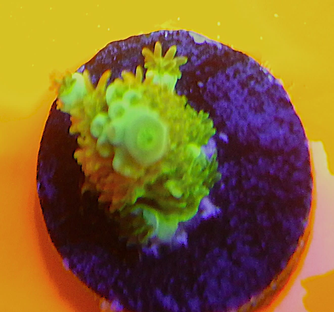 ECC Green Star Acropora