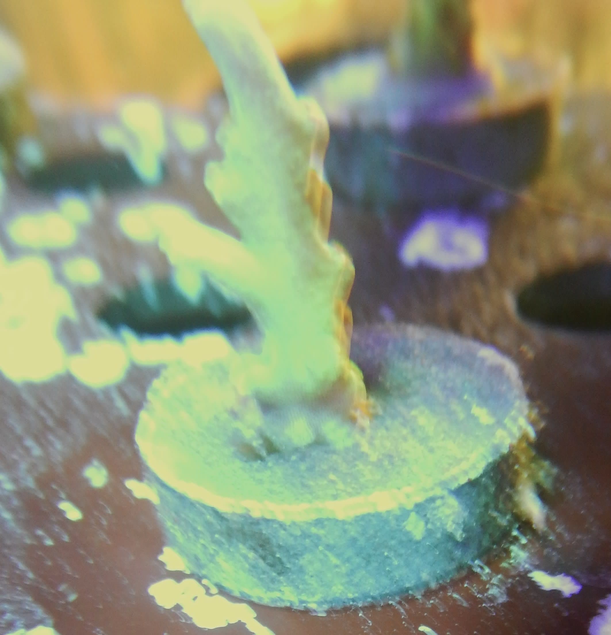 ECC Riptide Acropora