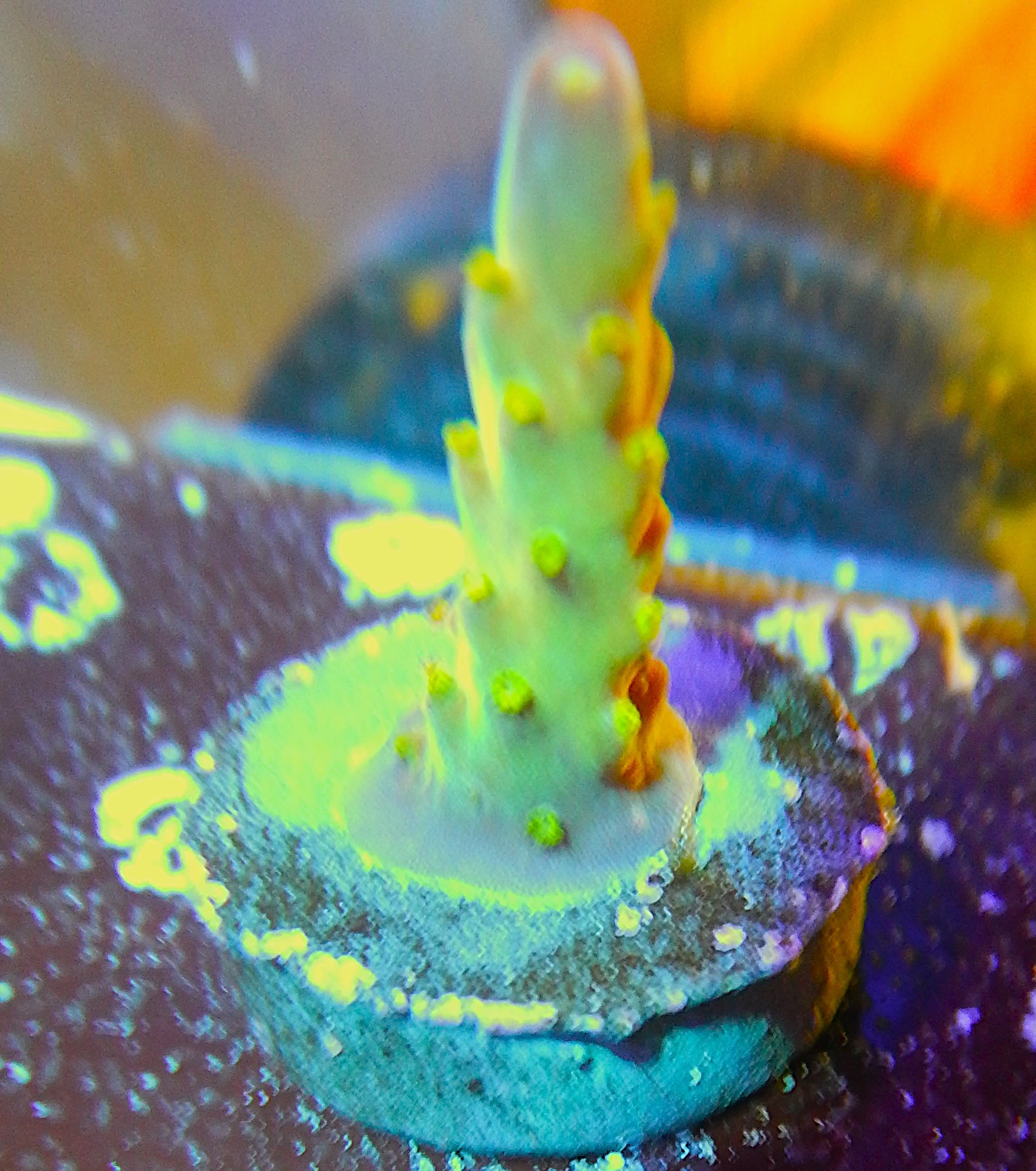 ECC Molten Night Acropora