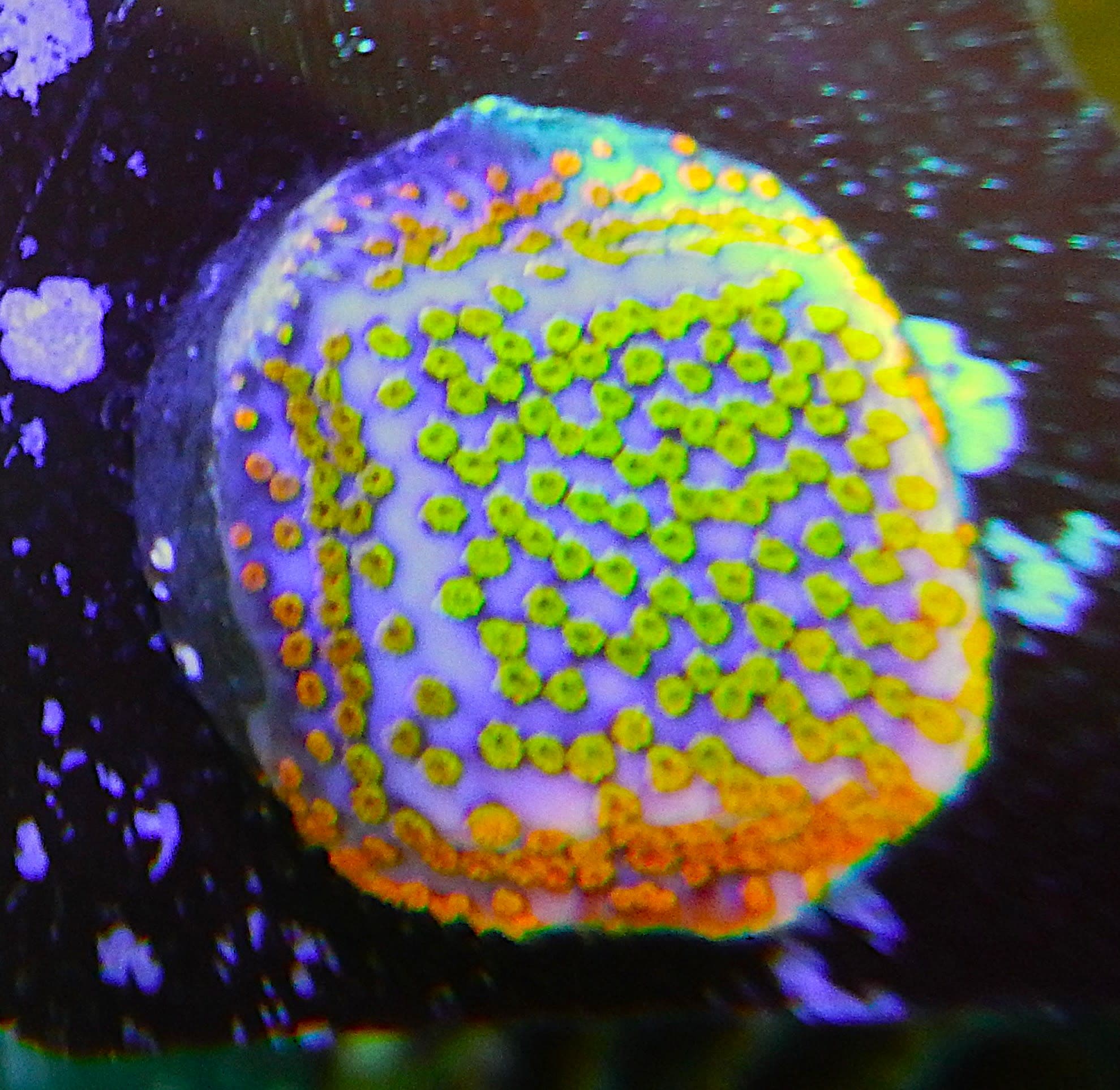 ECC Confused Rainbow Montipora