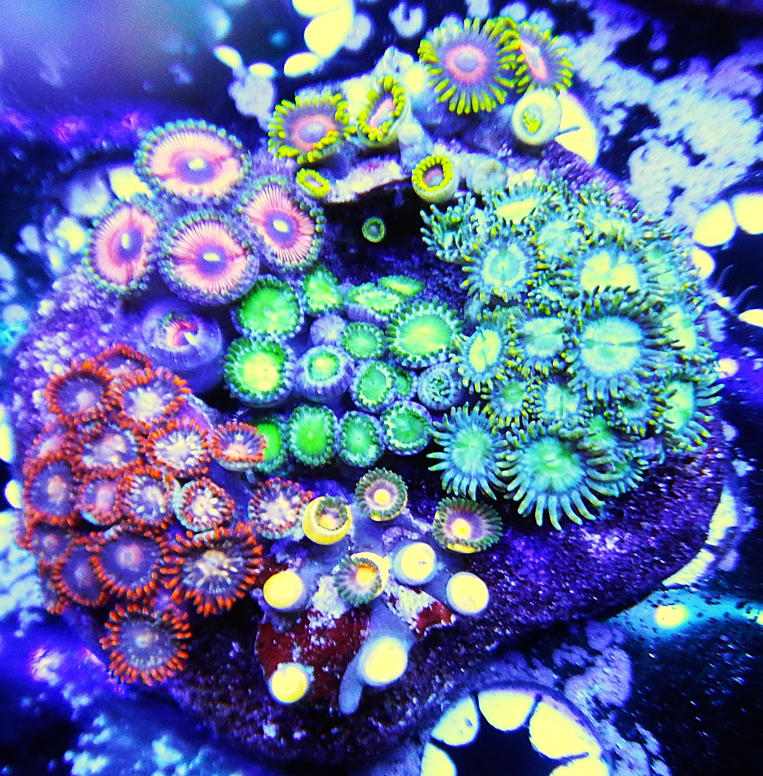 Zoa colony frag
