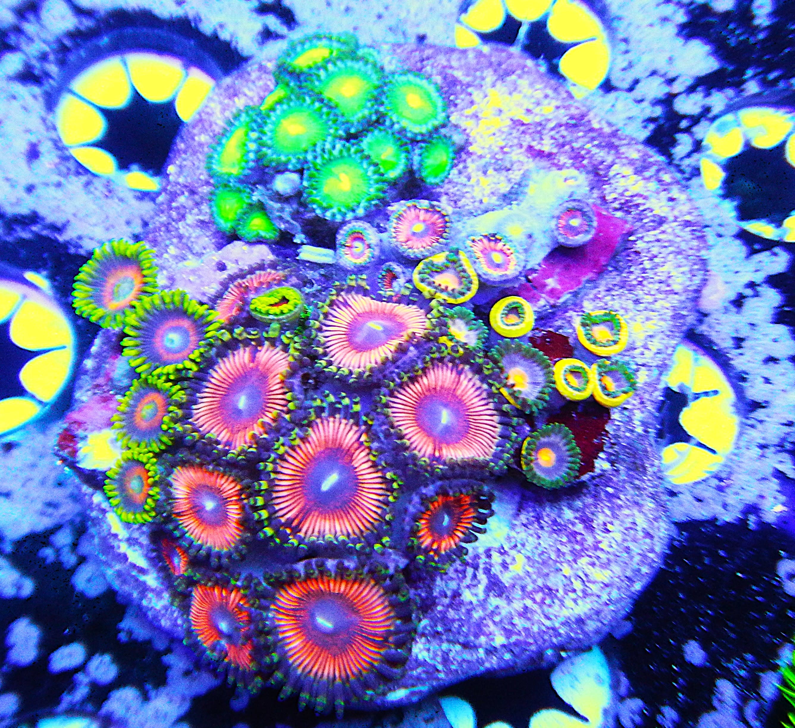 Zoa colony rock 2